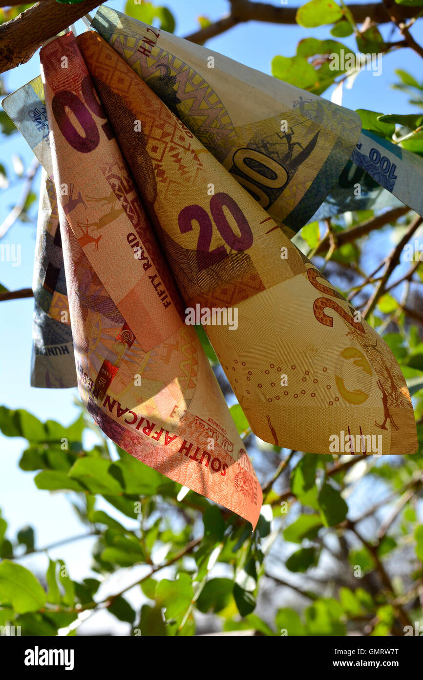 Geld-Blume auf Geld Baum Konzept Nahaufnahme Seitenansicht des südafrikanischen Rands Währung ZAR Geld auf Bäumen wachsen Stockfoto