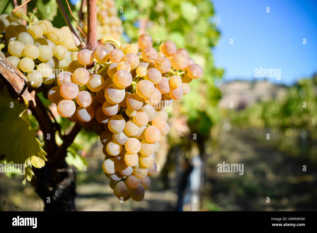 Viognier weiß Wein Traube Okanagan Valley British Columbia Penticton Stockfoto