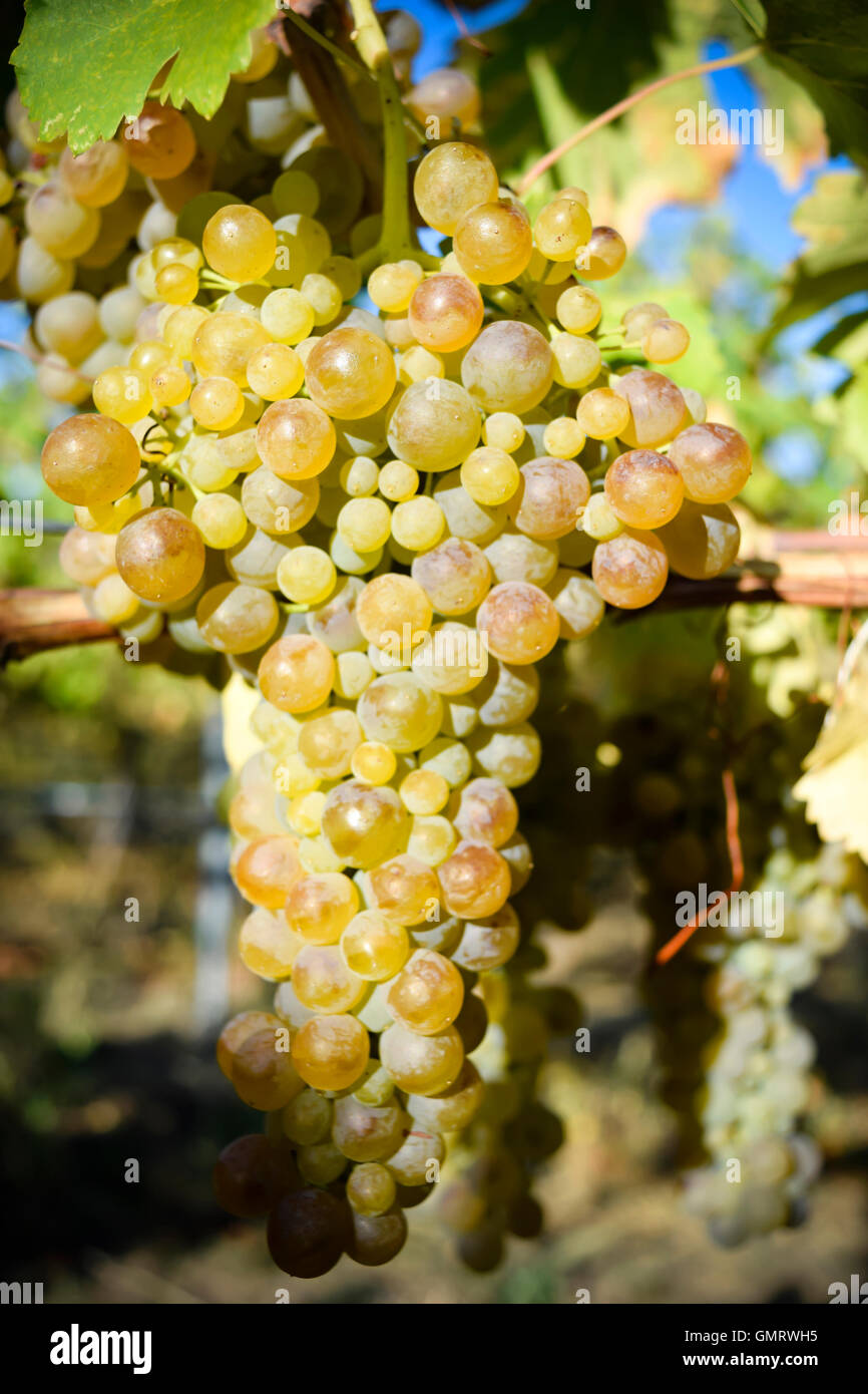 Viognier weiß Wein Traube Okanagan Valley British Columbia Penticton Stockfoto