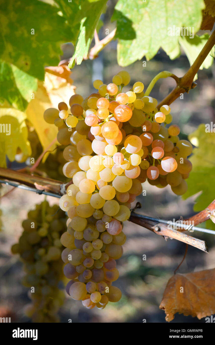 Viognier weiß Wein Traube Okanagan Valley British Columbia Penticton Stockfoto