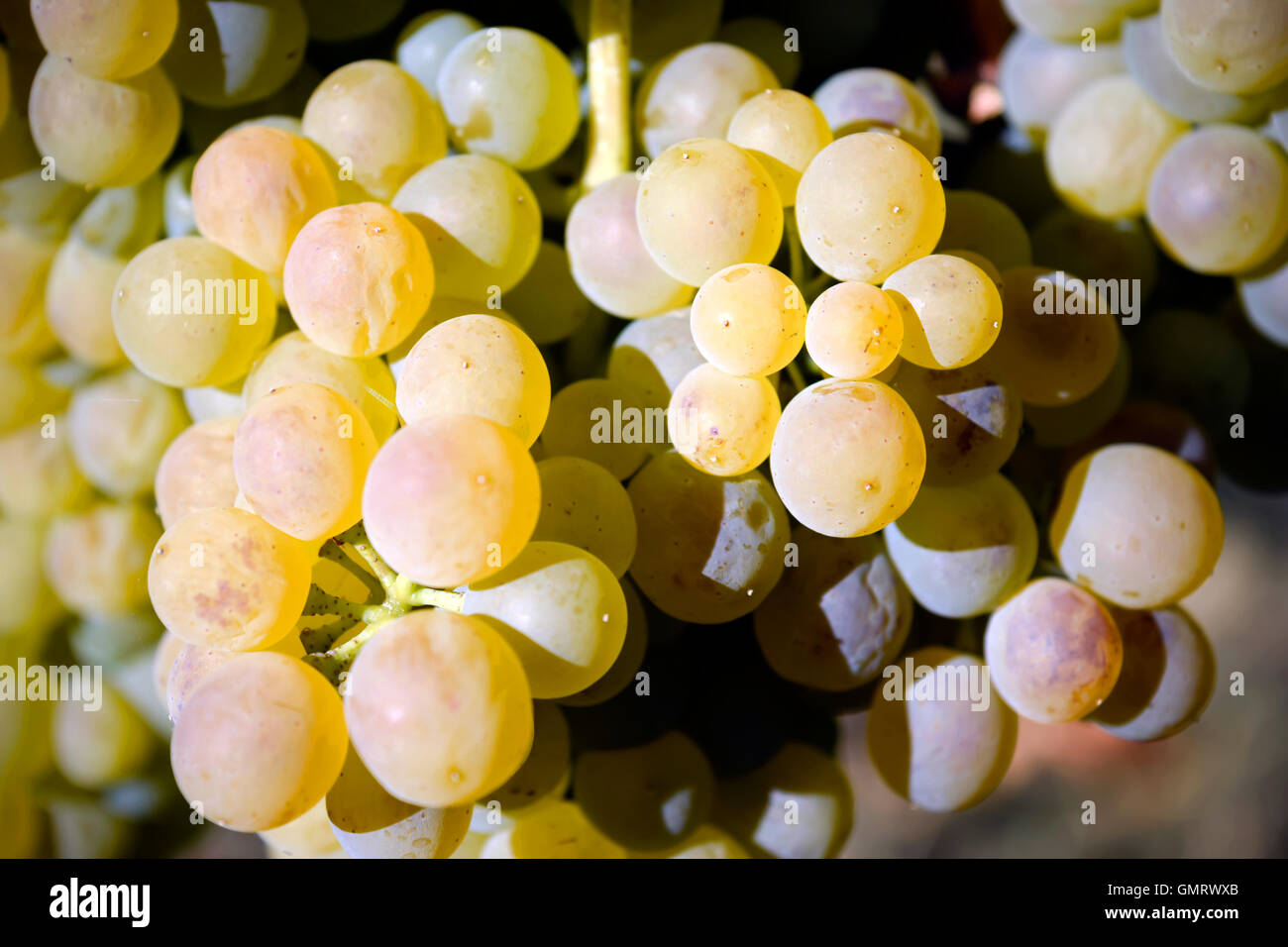 Viognier weiß Wein Traube Okanagan Valley British Columbia Penticton Stockfoto