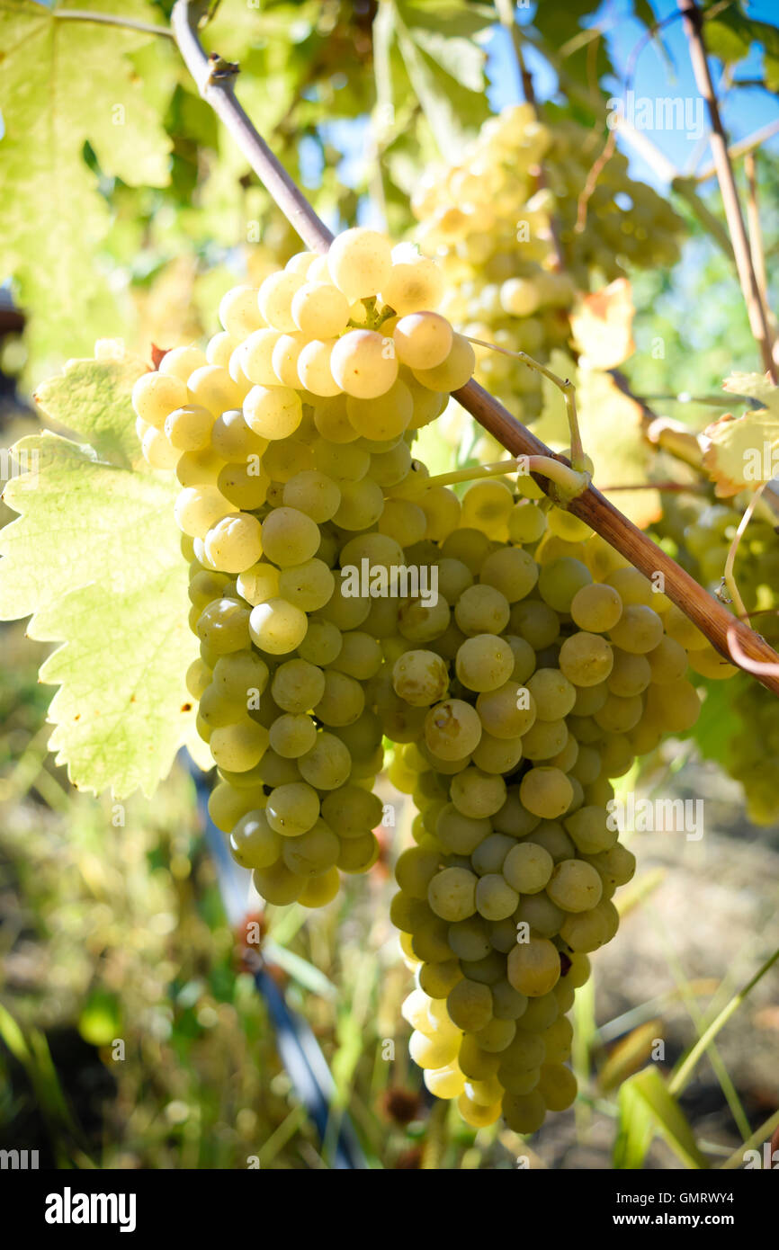 Viognier weiß Wein Traube Okanagan Valley British Columbia Penticton Stockfoto