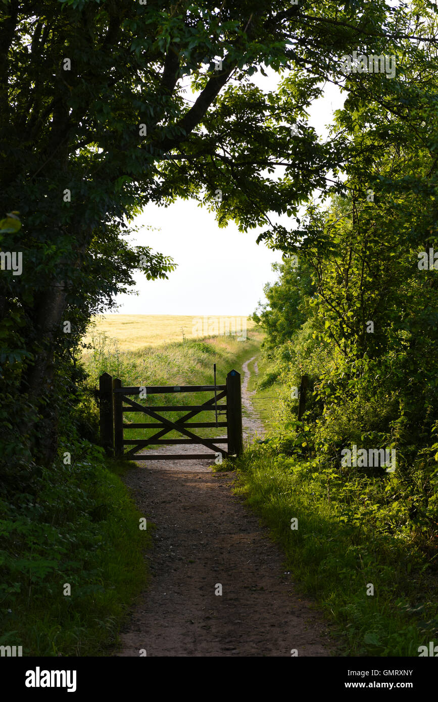 Die South Downs in East Sussex, Vereinigtes Königreich Stockfoto