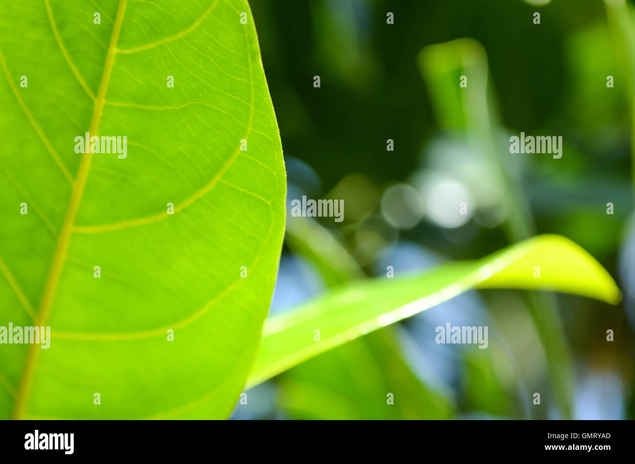 Hellgrünen Blätter sind schön in den Morgen. Stockfoto