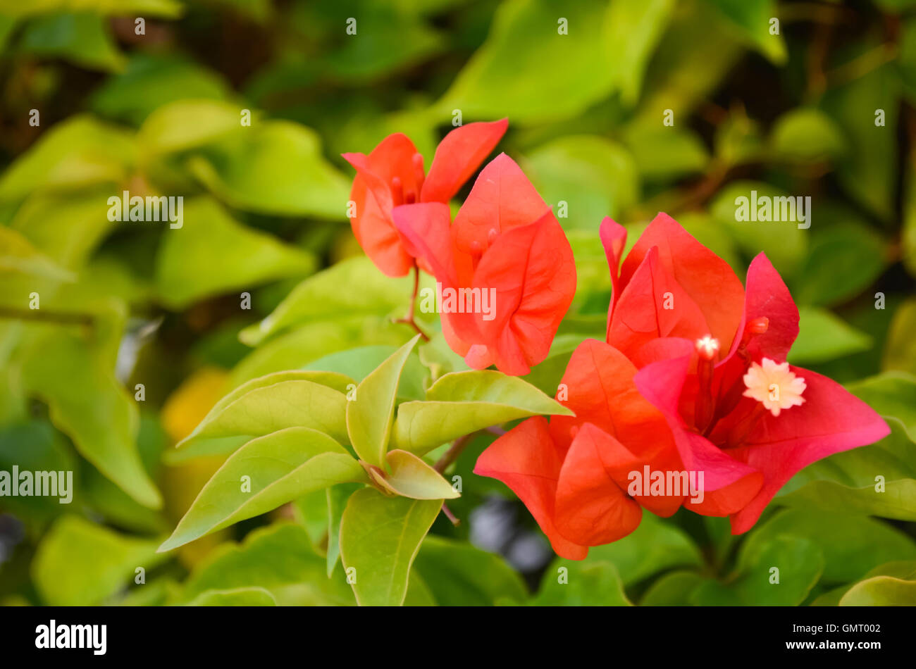 Rote Bougainvillea Blumen im Garten am Morgen. Stockfoto