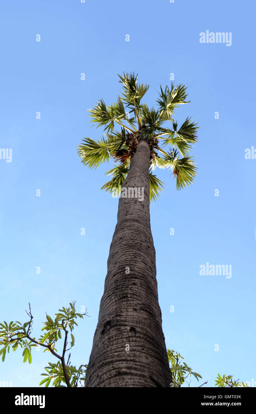 Ant Auge Ansicht Zucker Palm Himmelshintergrund am Morgen Stockfoto