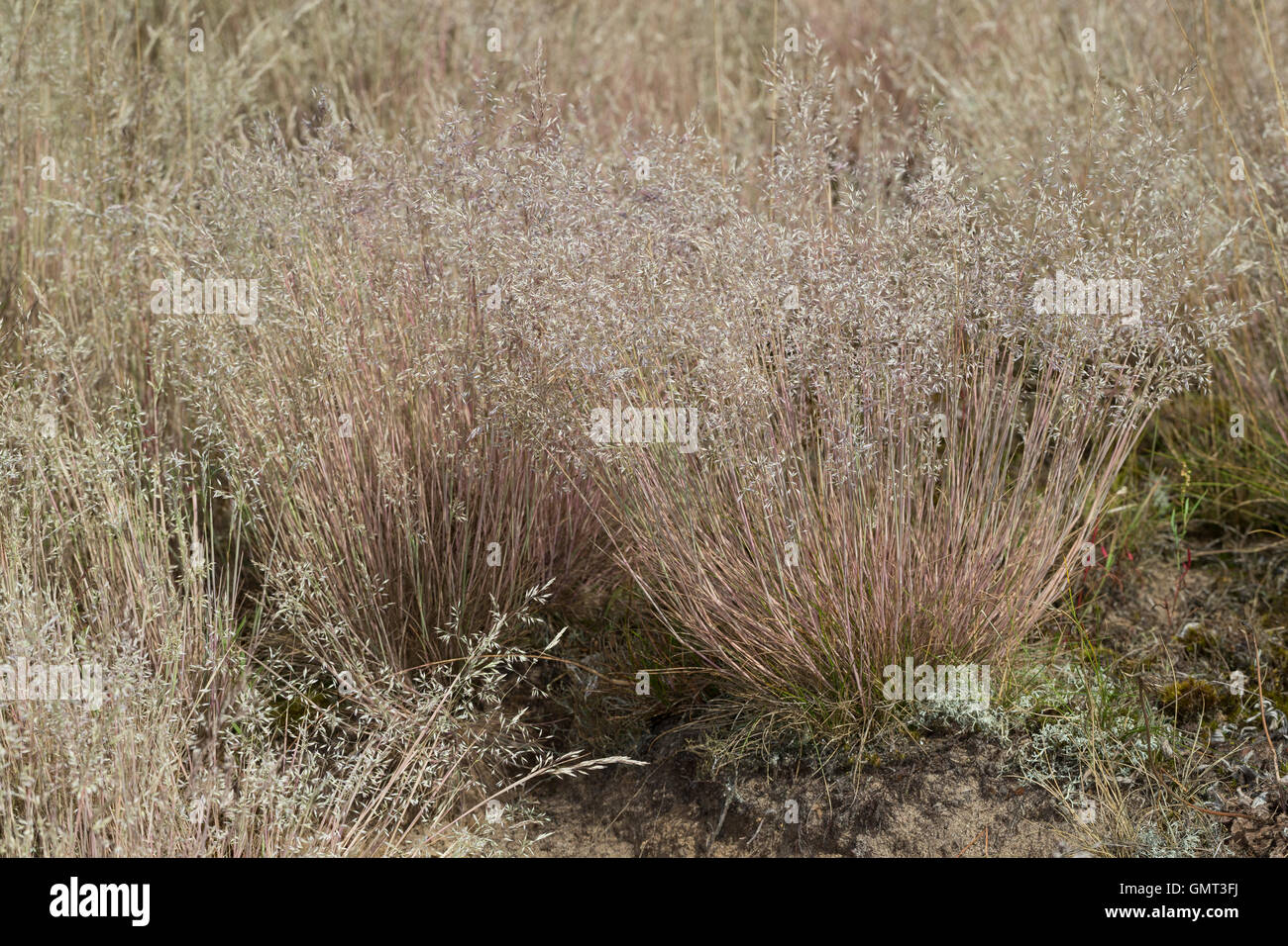 Silbergras, Silber-Gras Corynephorus Canescens, graue Haare Grass, graue Haare-Rasen, grau Clubawn Grass Stockfoto