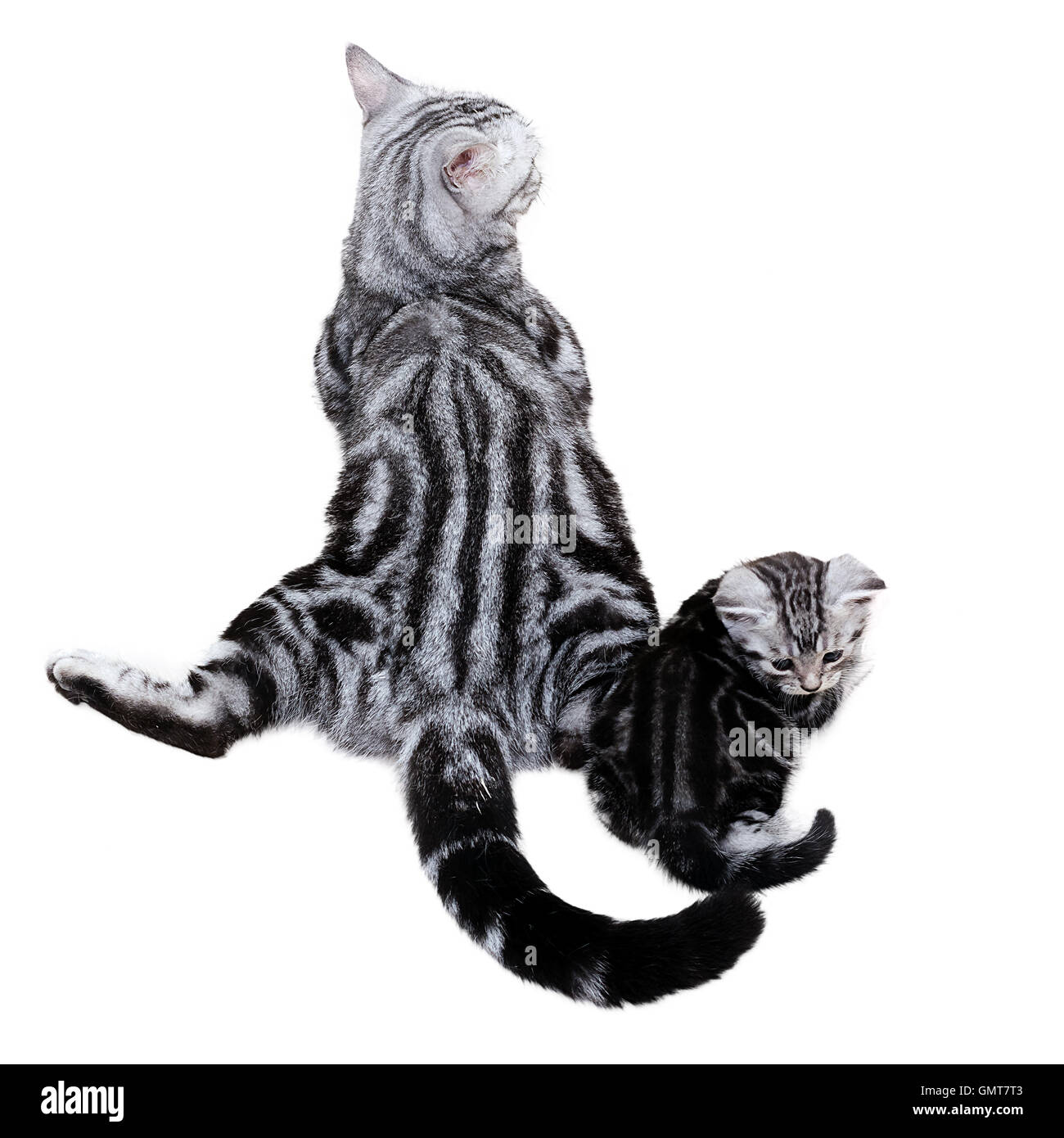 American Kurzhaar Katzenfamilie. Mama Katze mit Kätzchen Stockfoto