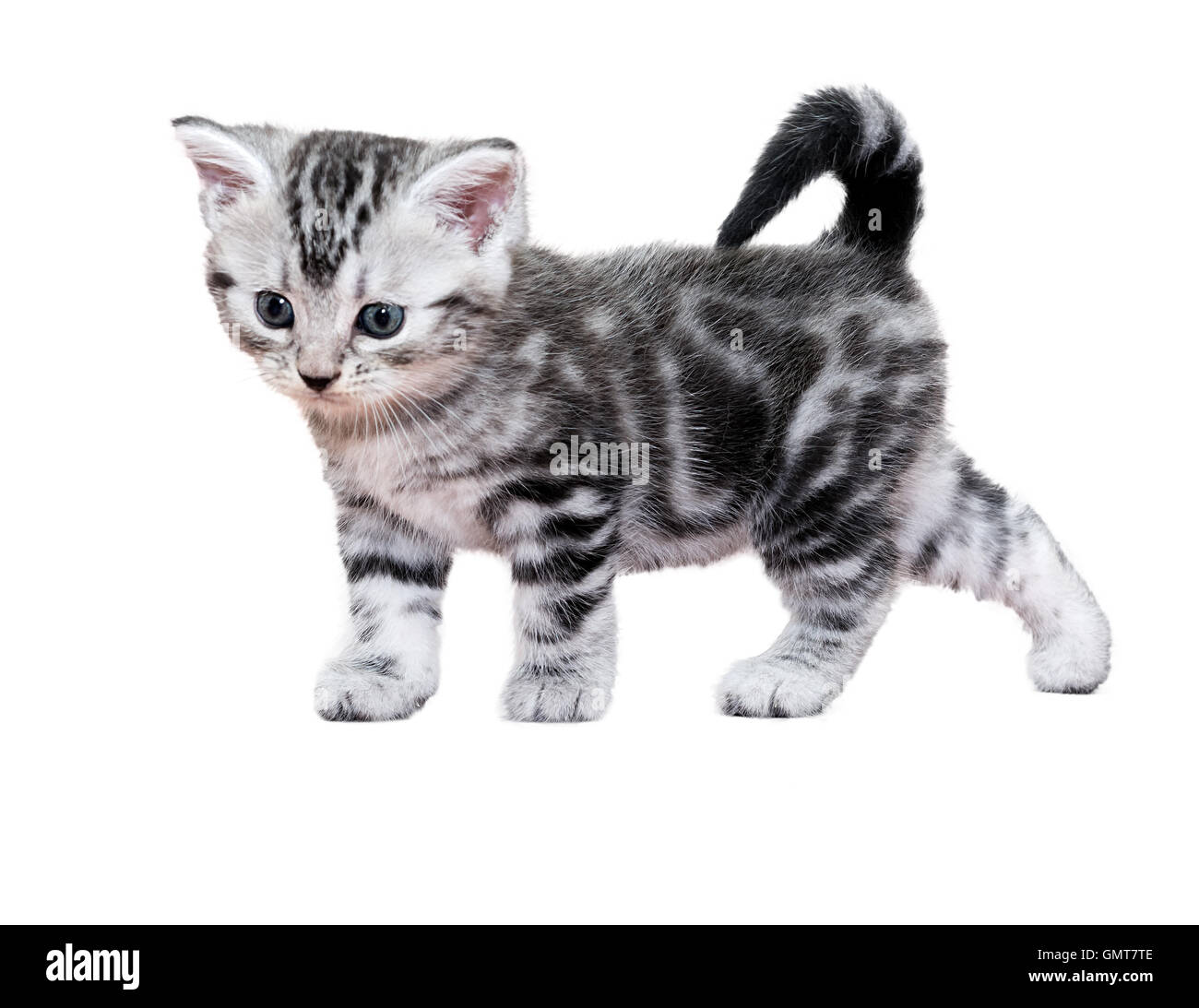 Süße American Kurzhaar Katze Kätzchen. Isoliert auf weißem Hintergrund Stockfoto