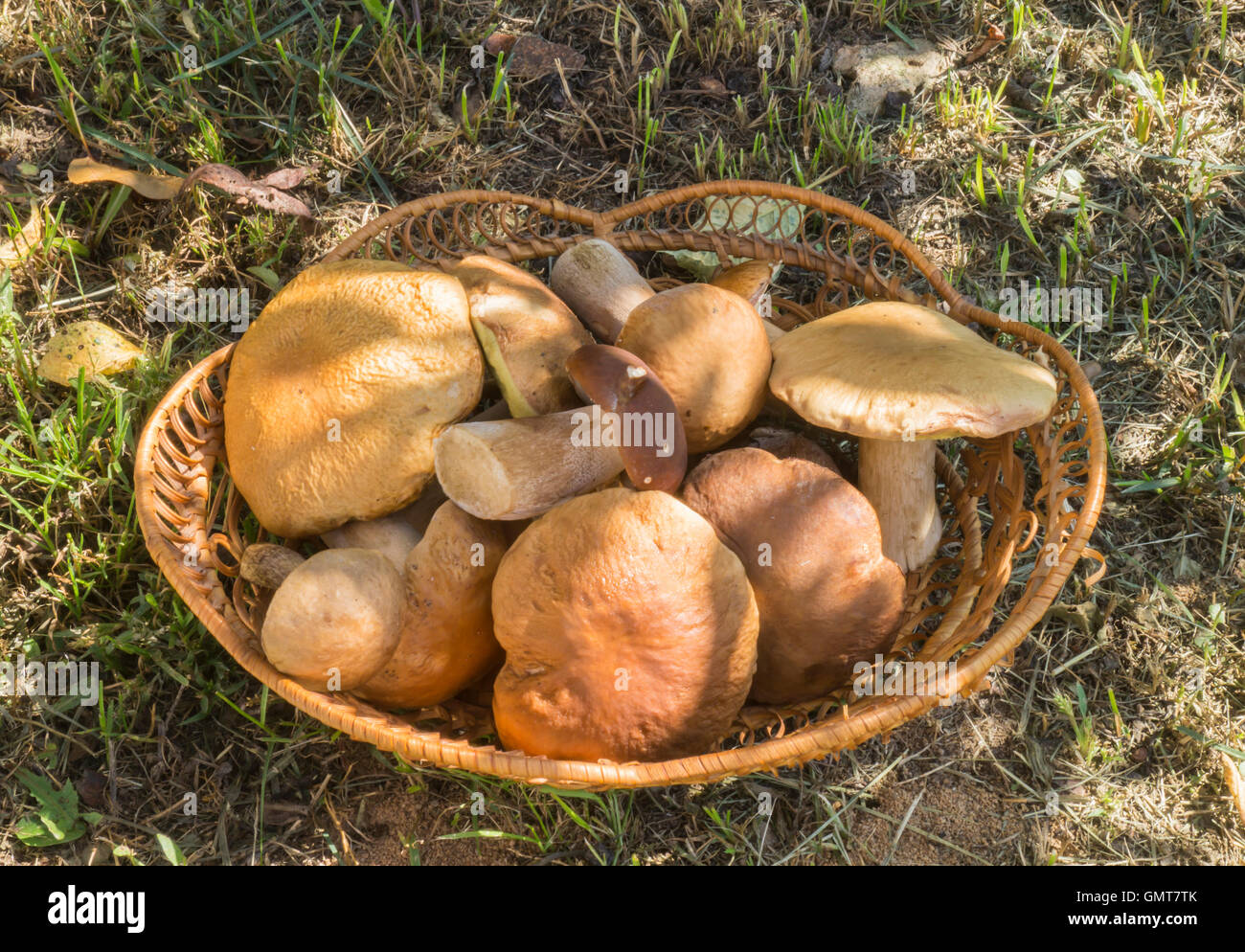 Holz-Pilze in geflochtenen Korb auf Grund des Landes und Kräuter Stockfoto