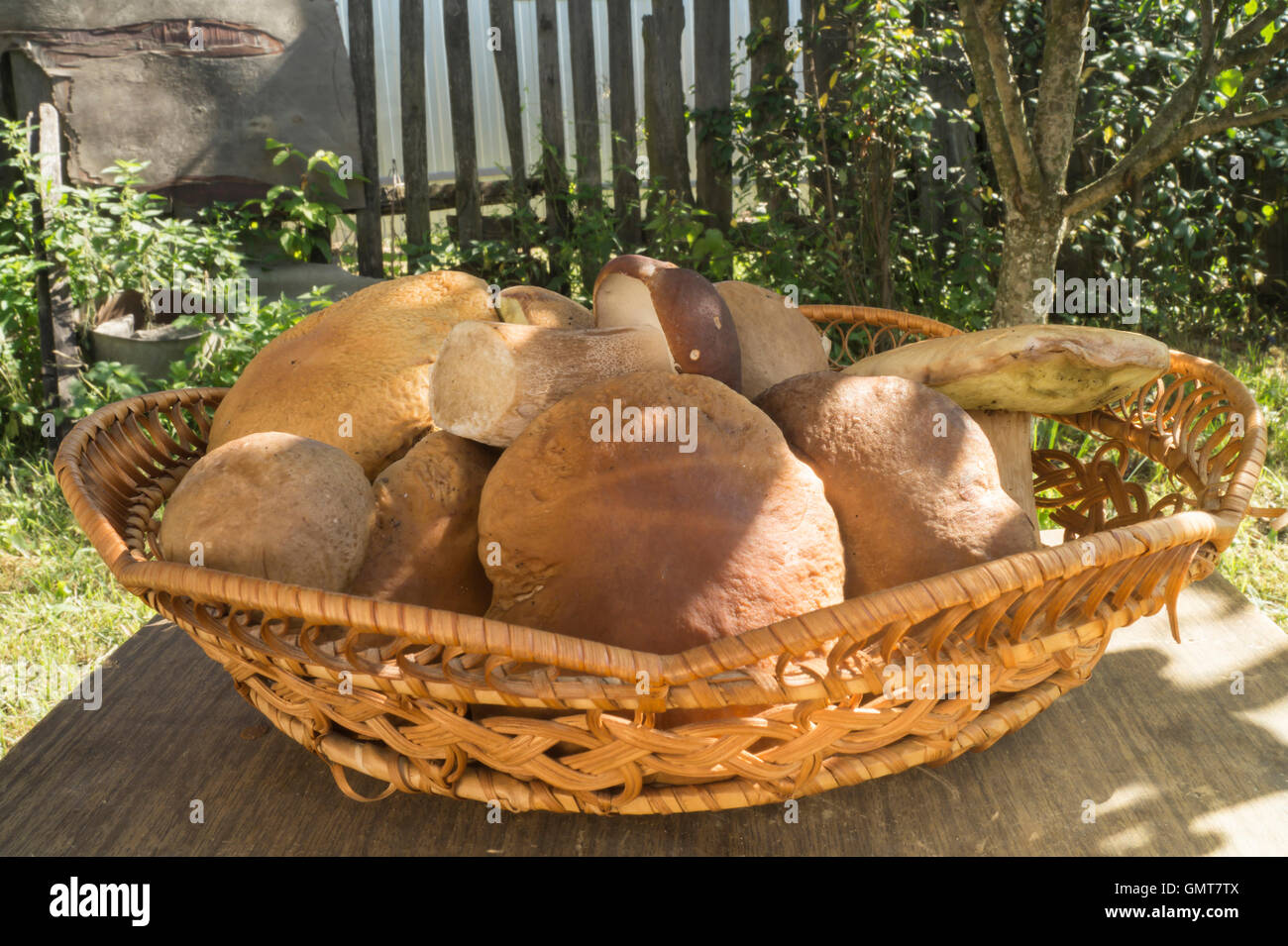 Holz-Pilze in geflochtenen Korb auf Grund des Landes und Kräuter Stockfoto