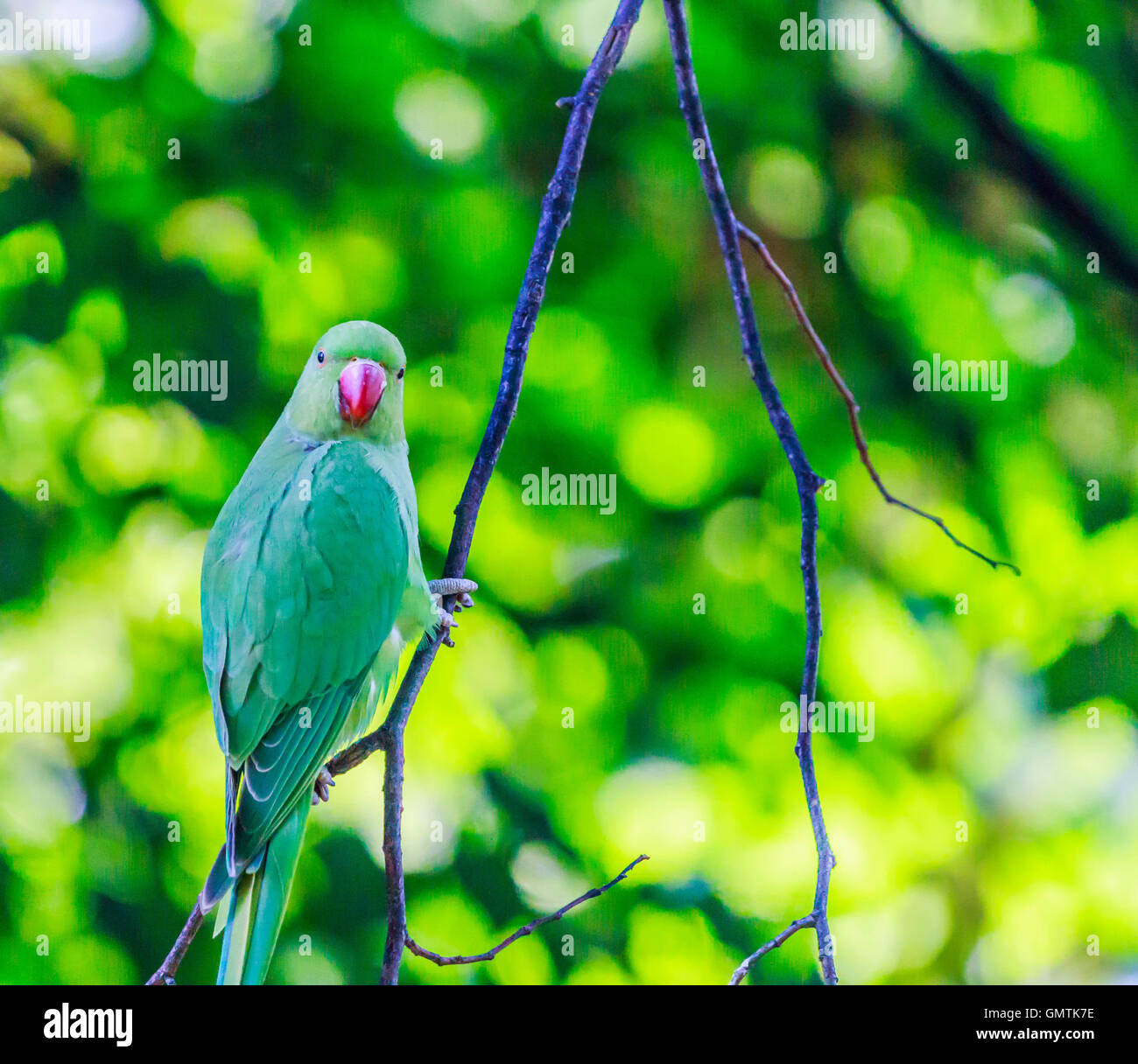 Ring-Hals Indien Sittich im Hyde Park von Hand fliegen rund um den Bereich gefüttert. Stockfoto