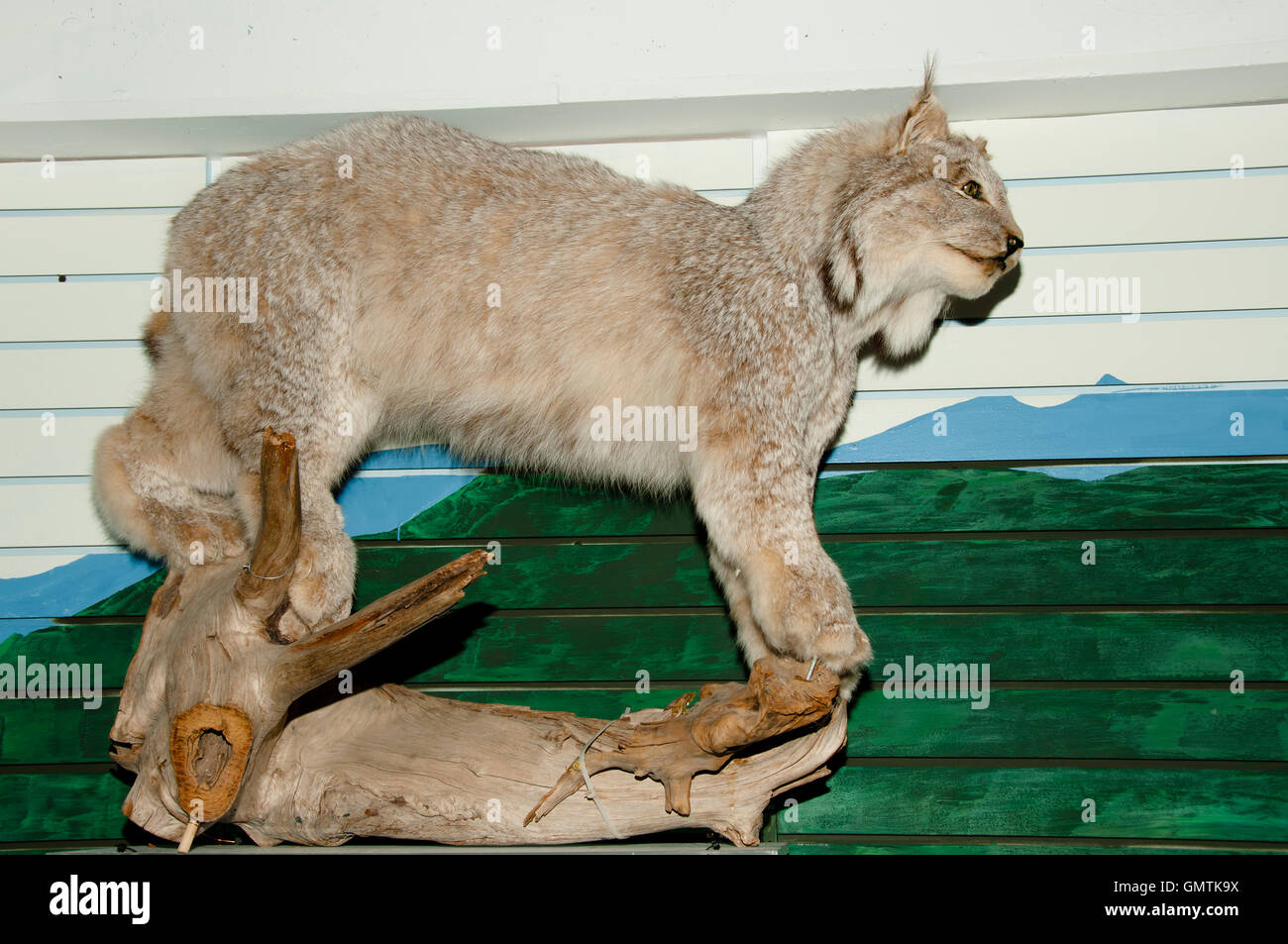 Luchs (Taxidermie) Stockfoto