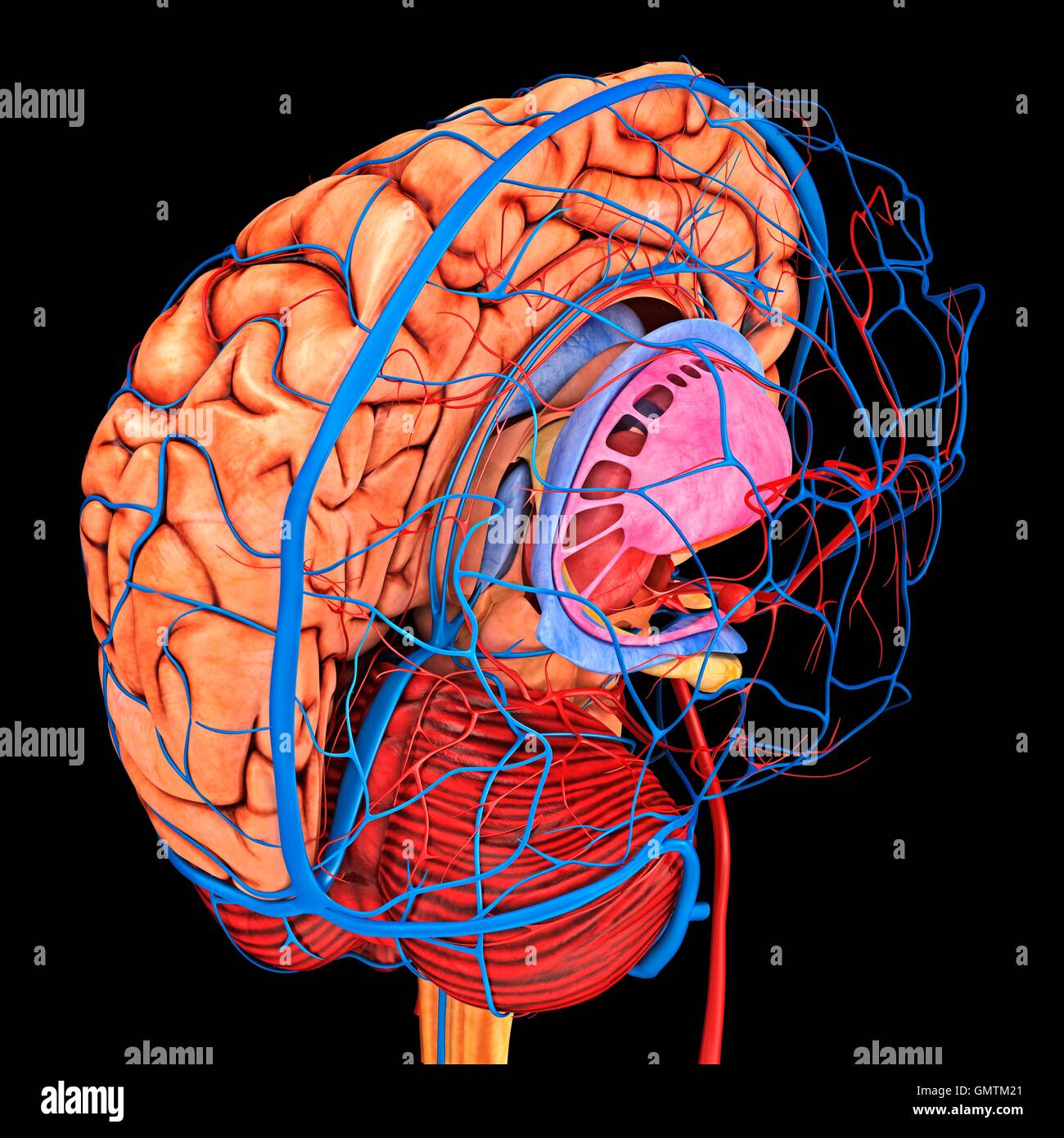 Gehirn-System und Blut Gefäßversorgung. Grafik zeigt das Gehirn mit den richtigen Großhirn entfernt und Arterien (rot) und Venen (blau). Stockfoto