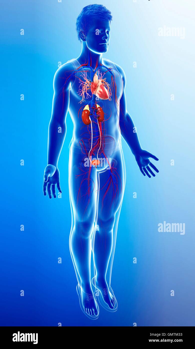 Darstellung der männlichen Nieren und Herz. Stockfoto