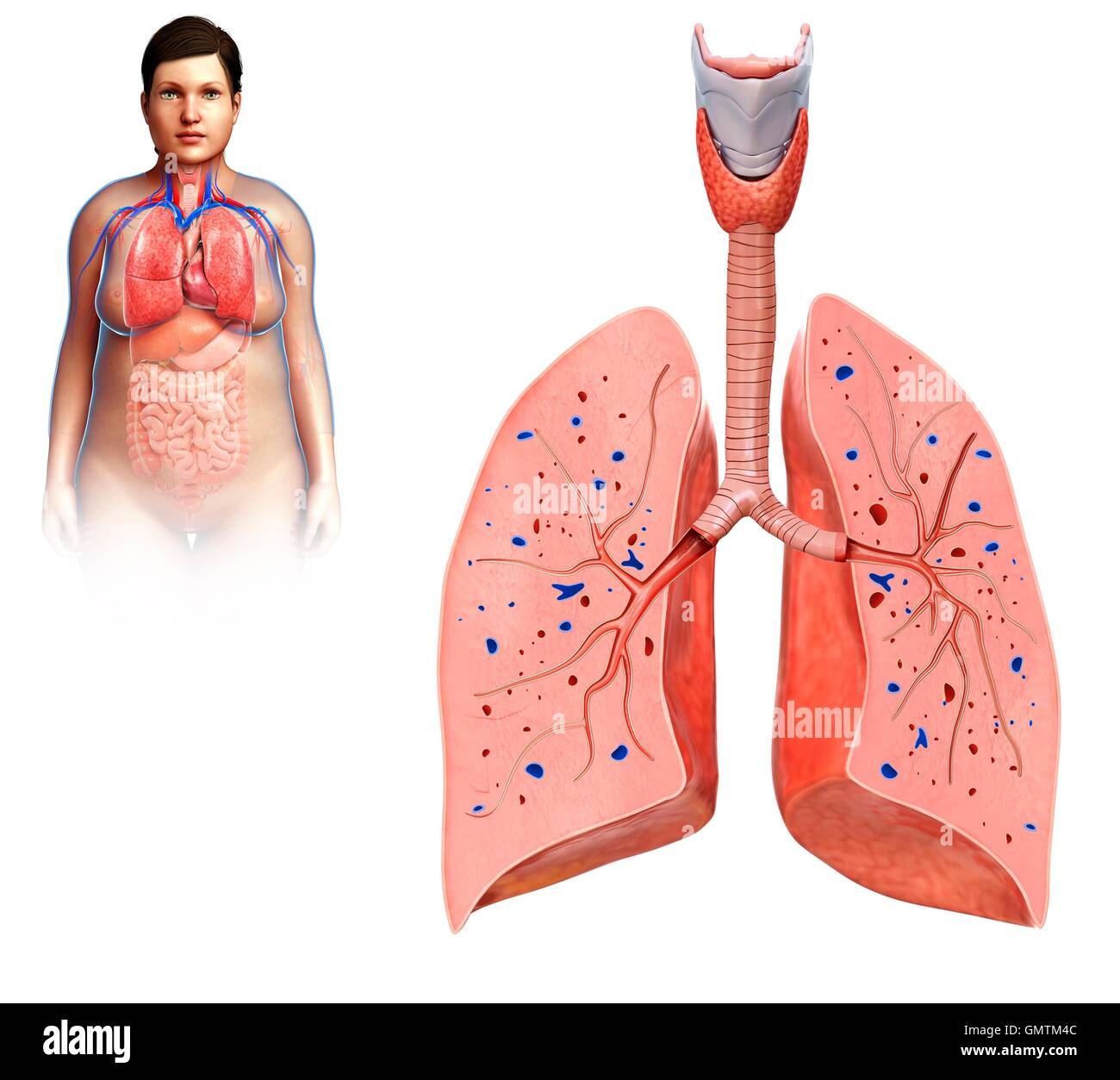 Darstellung der menschlichen Lunge Querschnitt. Stockfoto