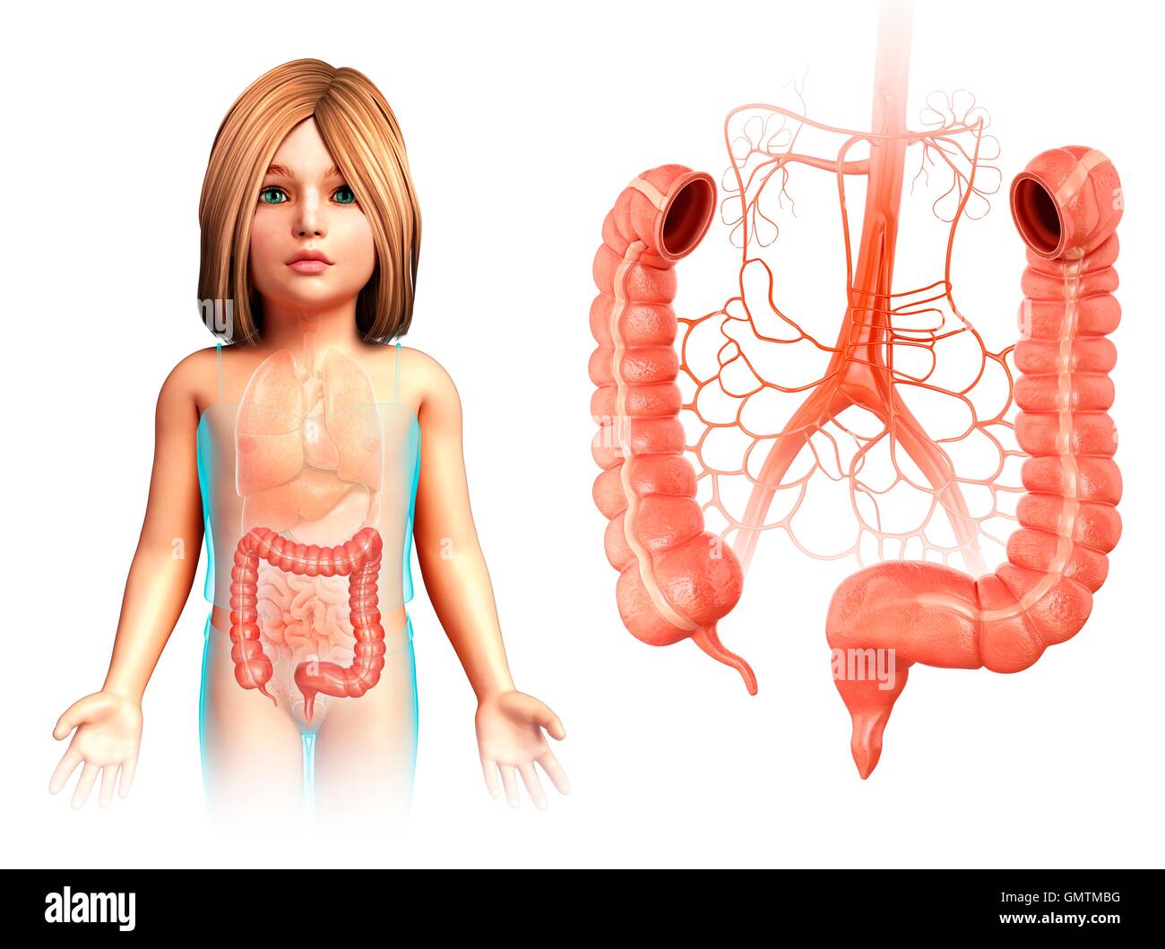 Darstellung der Blutversorgung und Anatomie der Teile des Dickdarms ein Kind. Stockfoto