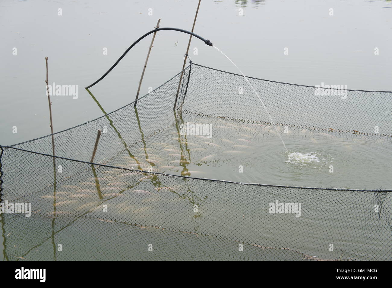 Der tilapia fischteich Fotos und Bildmaterial in hoher Auflösung Alamy