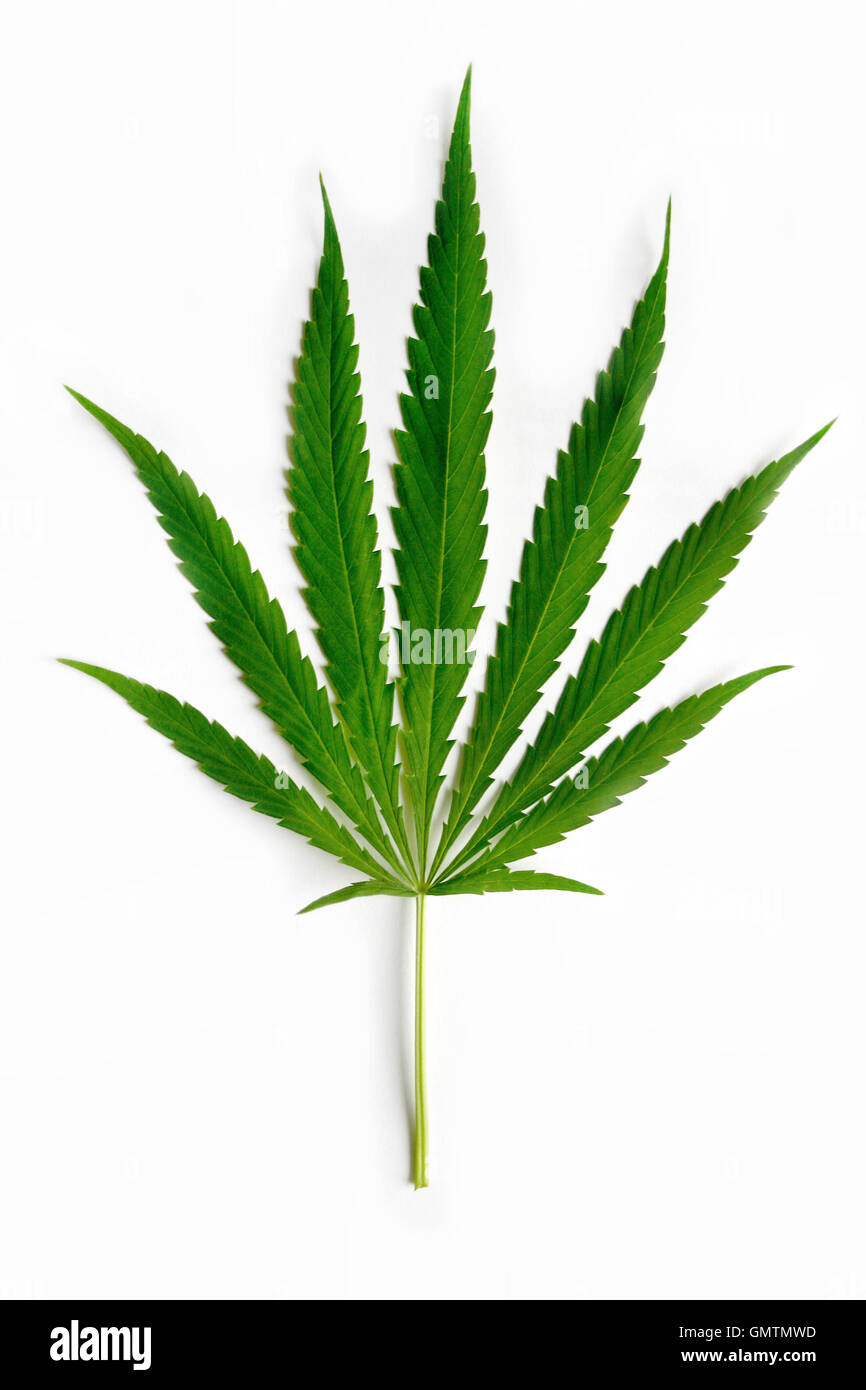 Cannabisblatt auf weißem Hintergrund Stockfoto