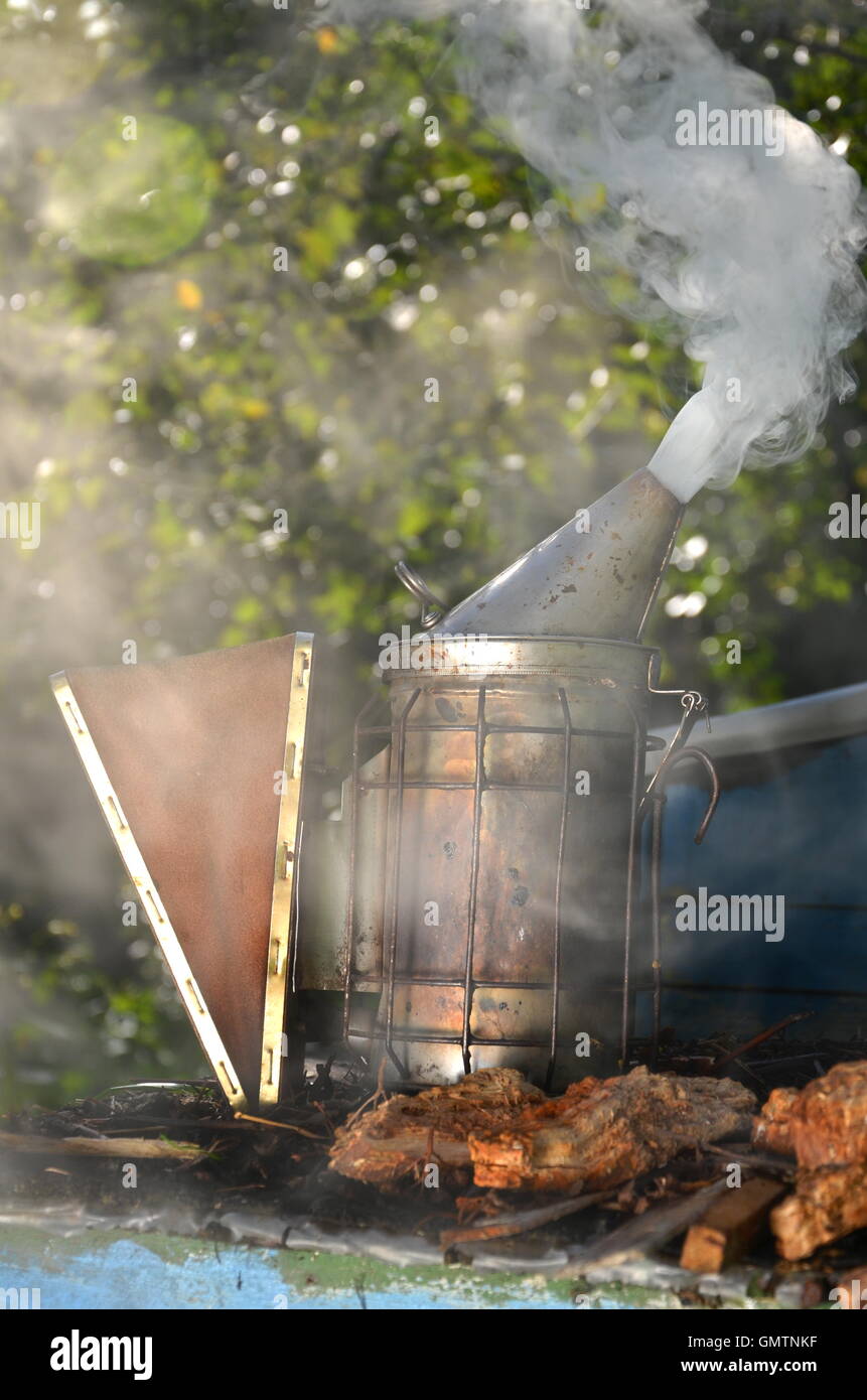 Biene Raucher im Bienenhaus Stockfoto