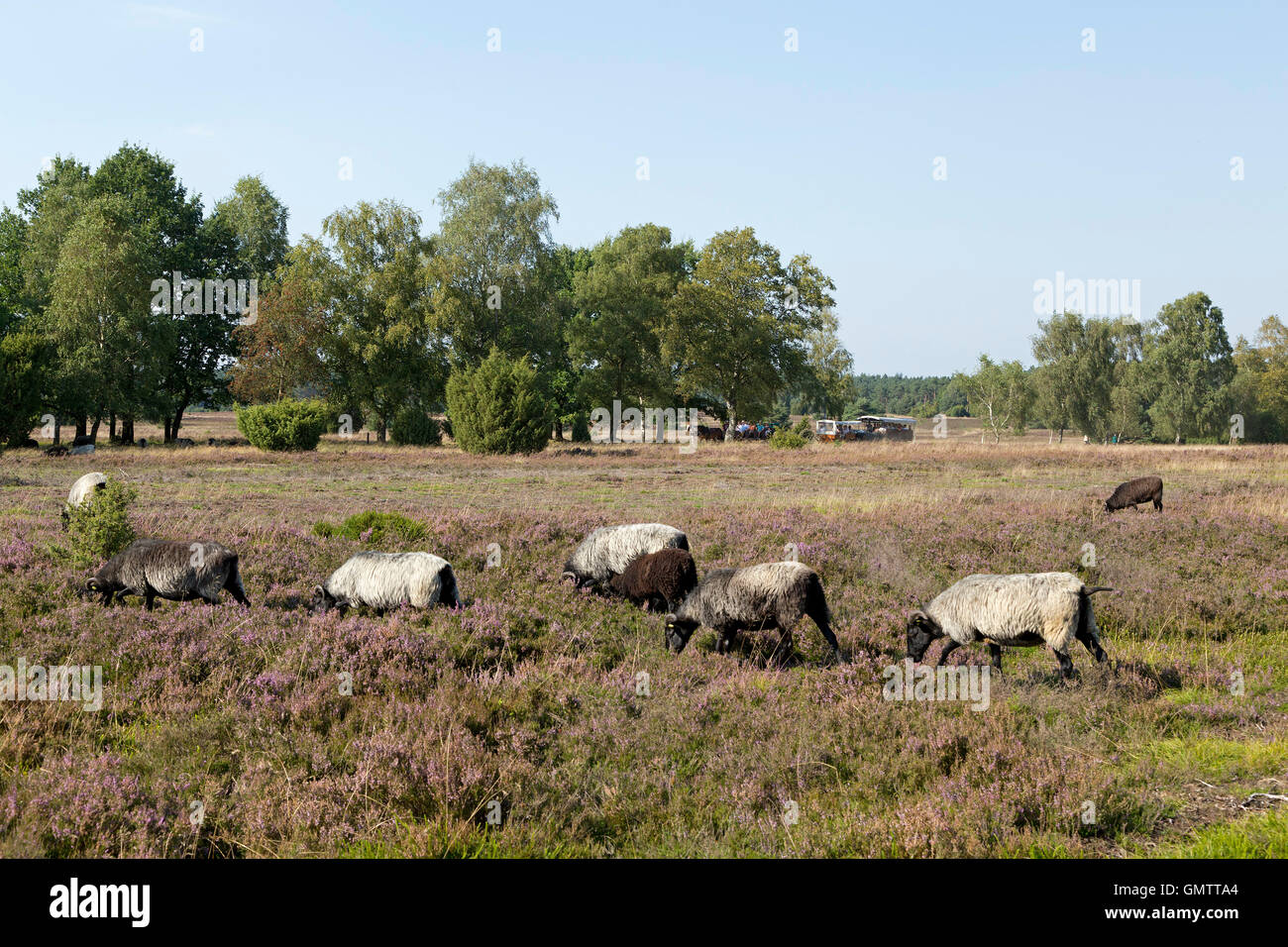 Deutsch-Heide bei Lueneburg Heath in der Nähe von Wilsede, Niedersachsen, Deutschland Stockfoto