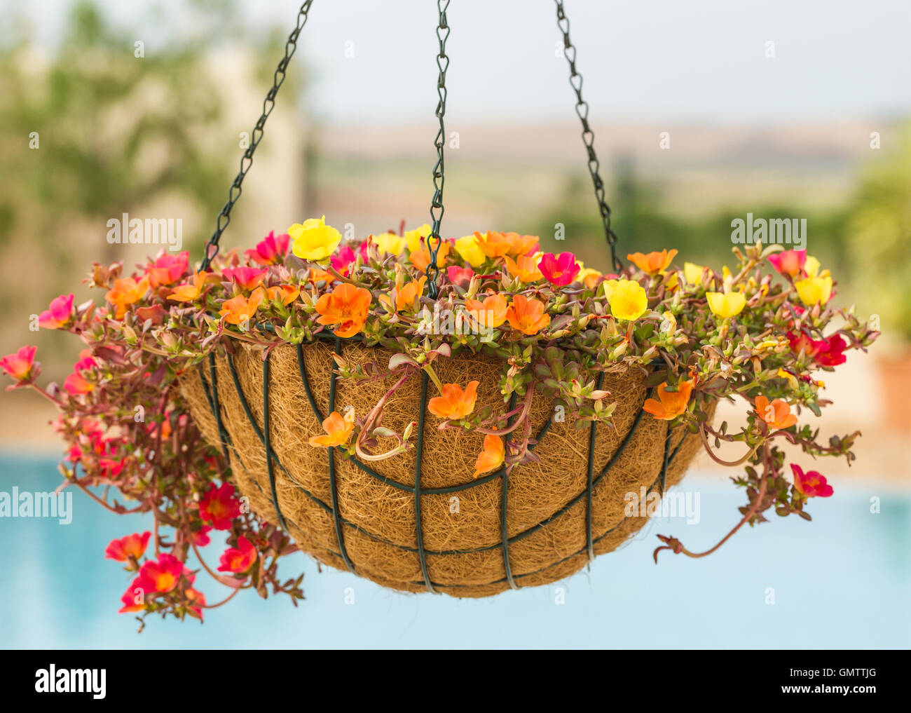 Blumenampel mit gelb, orange und rote Blüten ziemlich. Hinter dem Korb ein Schwimmbad zu sehen. Stockfoto