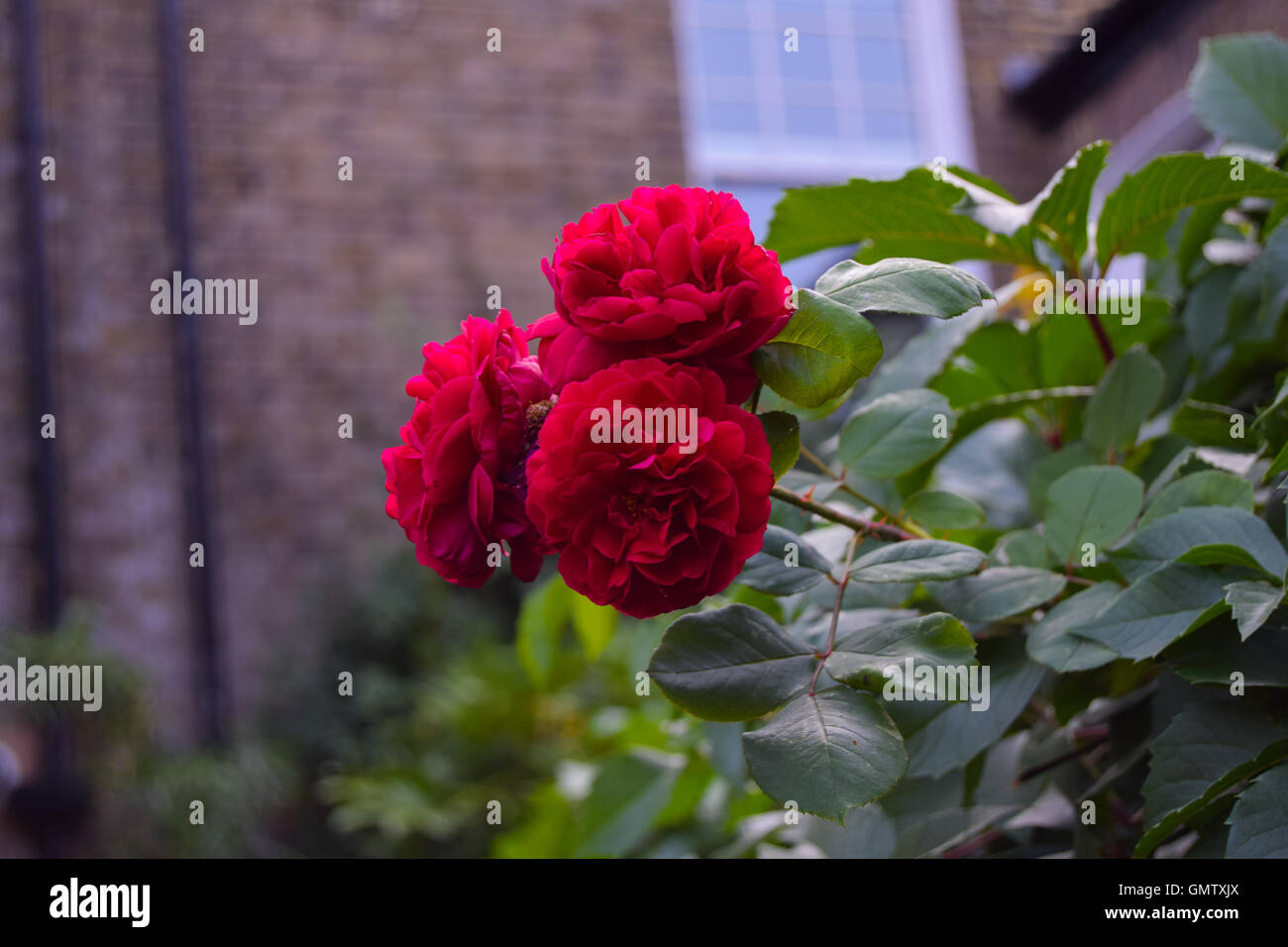 Nahaufnahme von helle rote rose im englischen Garten im Sommer, leicht bewölkt Stockfoto