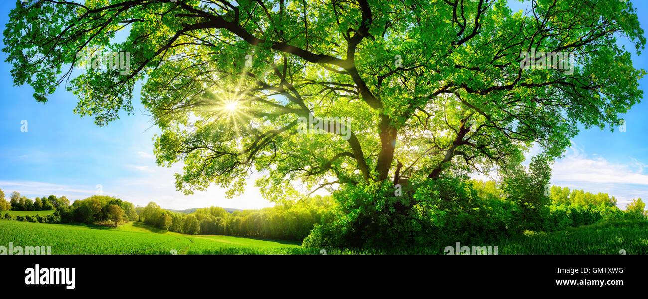 Die Sonne scheint durch eine majestätische grüne Eiche auf einer Wiese, mit klaren blauen Himmel im Hintergrund, Panoramaformat Stockfoto