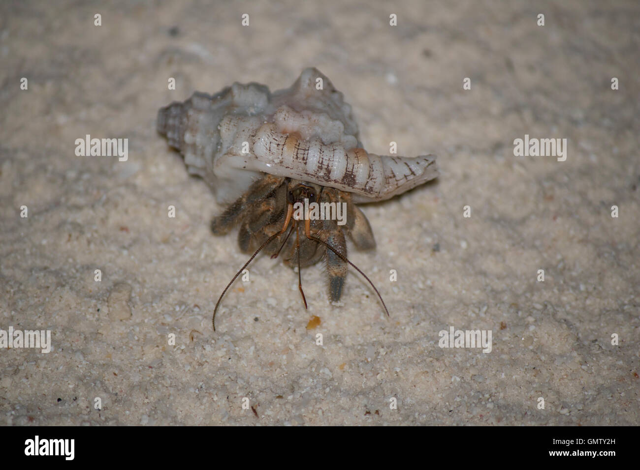 Ein kleiner Einsiedlerkrebs erkunden den Strand auf den Malediven mit kein Problem sein, in der Nähe von Menschen. Stockfoto