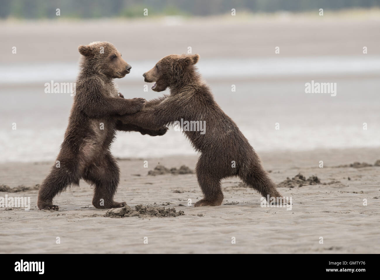 Alaskan Braunbär Jungen spielen Stockfoto