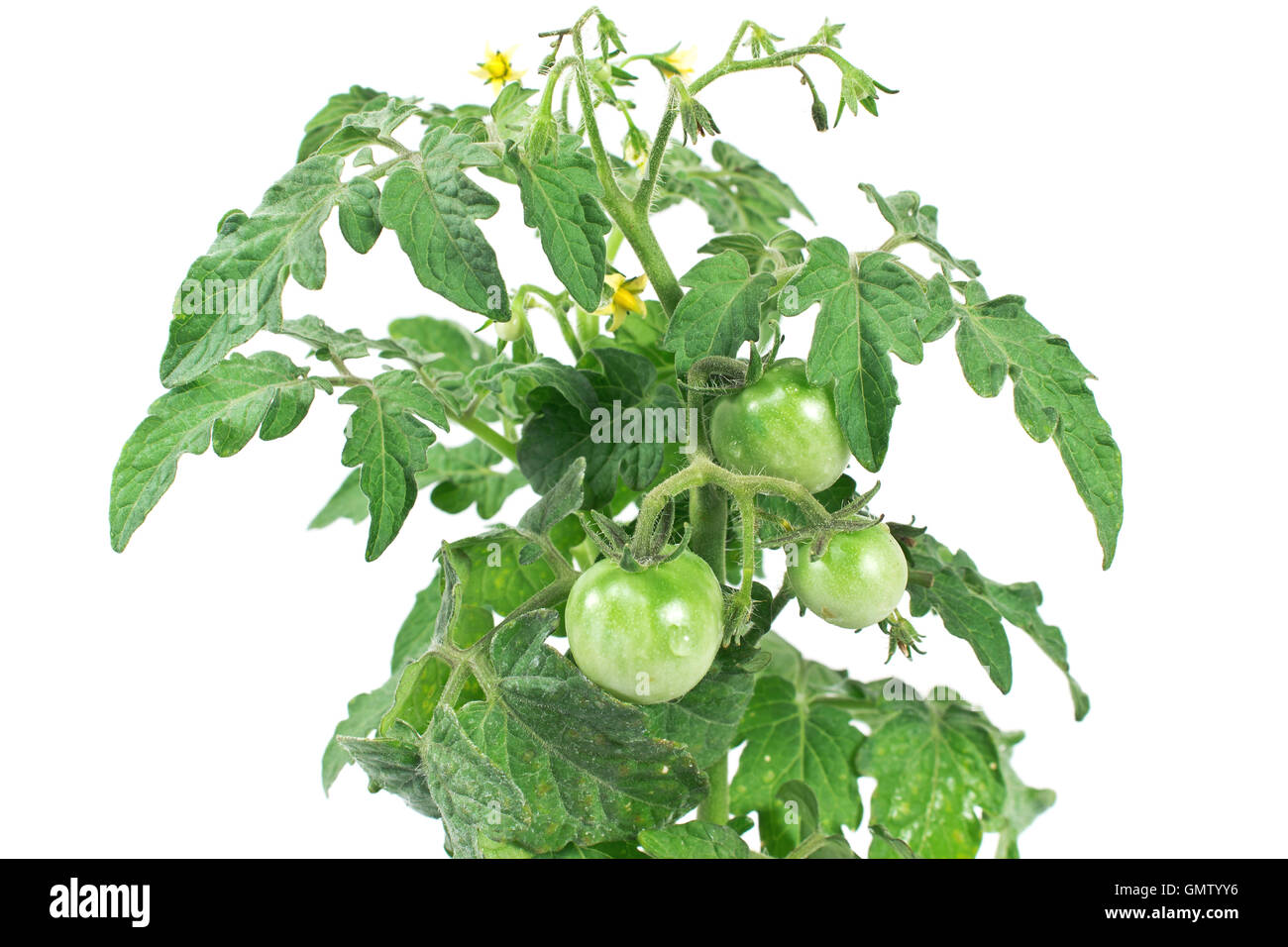 Grün von Tomatenpflanze auf weißem Hintergrund Stockfoto