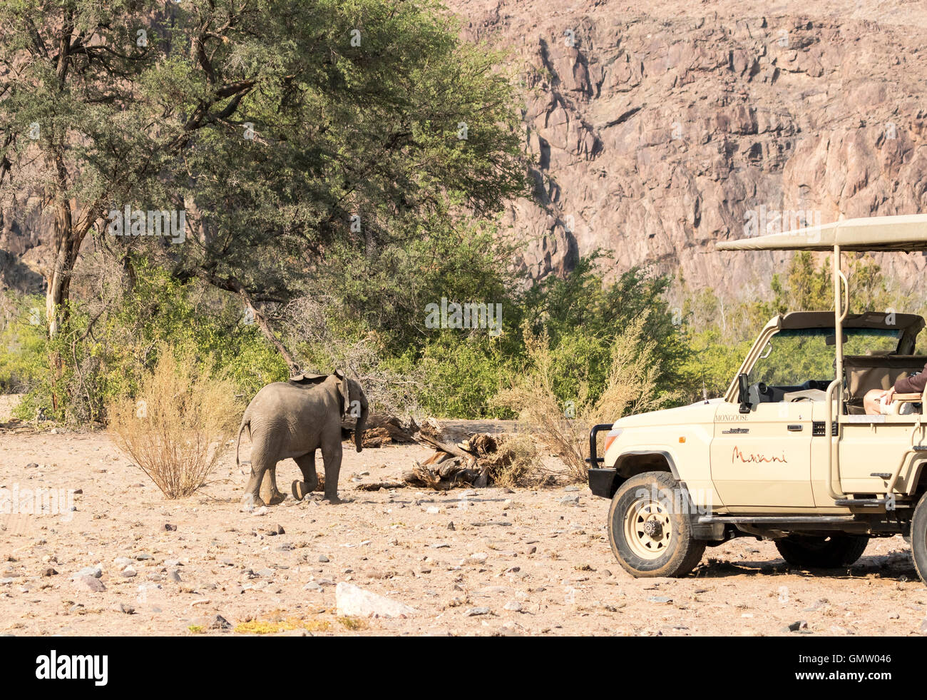 Safari-Fahrzeug vor Elefant Kalb - die Wüste angepassten Elefanten Damaraland, Namibia Stockfoto