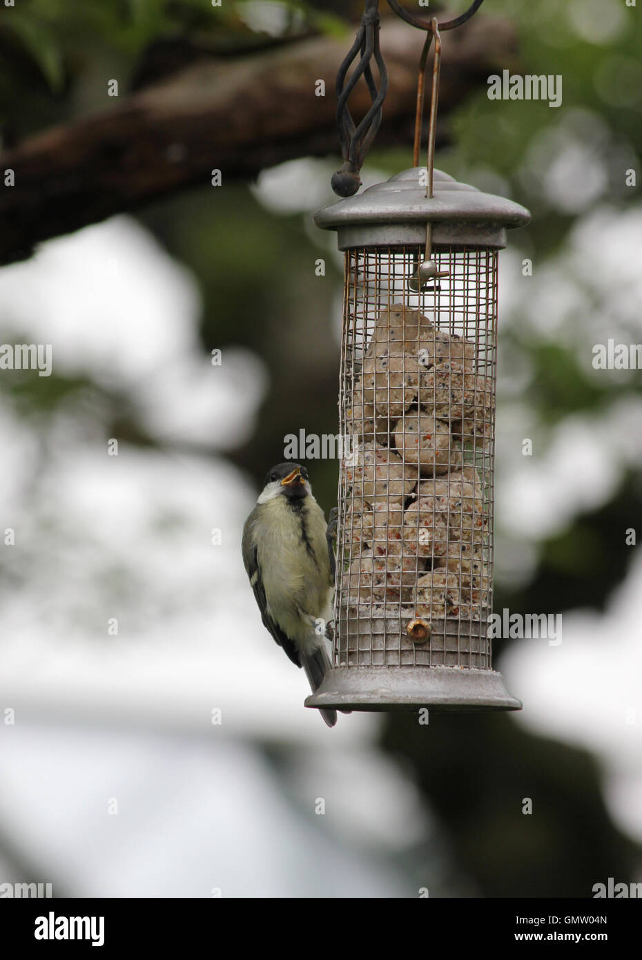 Juvenile Kohlmeise (Parus großen) auf eine Erdnuss Feeder mit Talg nuggets Stockfoto