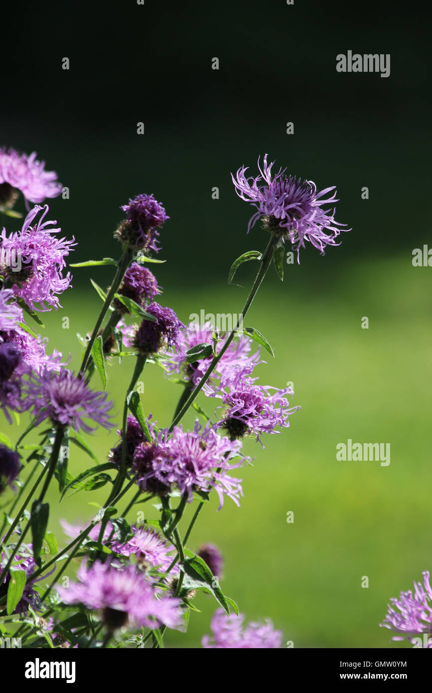 Gemeinsamen Flockenblume (Centaurea Nigra) in gefleckte Sonnenlicht mit unscharfen Hintergrund Stockfoto