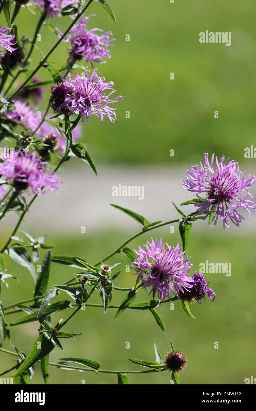 Gemeinsamen Flockenblume (Centaurea Nigra) in gefleckte Sonnenlicht mit unscharfen Hintergrund Stockfoto