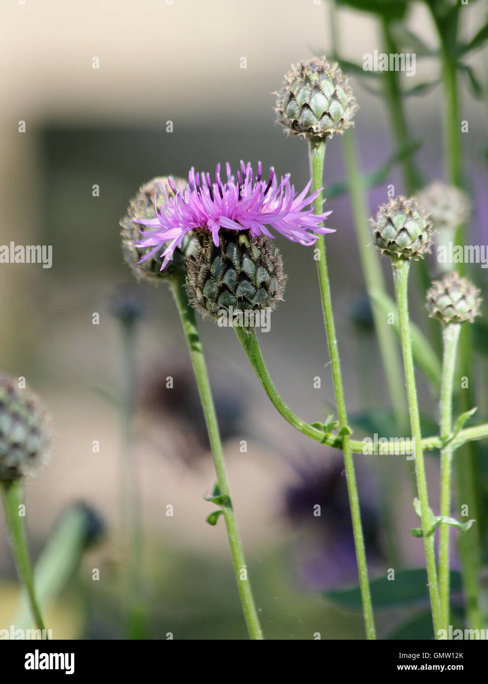 Gemeinsamen Flockenblume (Centaurea Nigra) in gefleckte Sonnenlicht mit unscharfen Hintergrund Stockfoto