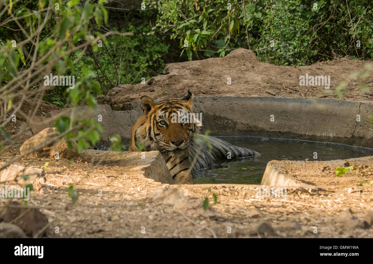 Ein weiterer Gesichtspunkt ST6 geben uns einen starren entspannt an einer Wasserstelle in Sariska Tiger Reserve, Rajasthan Stockfoto