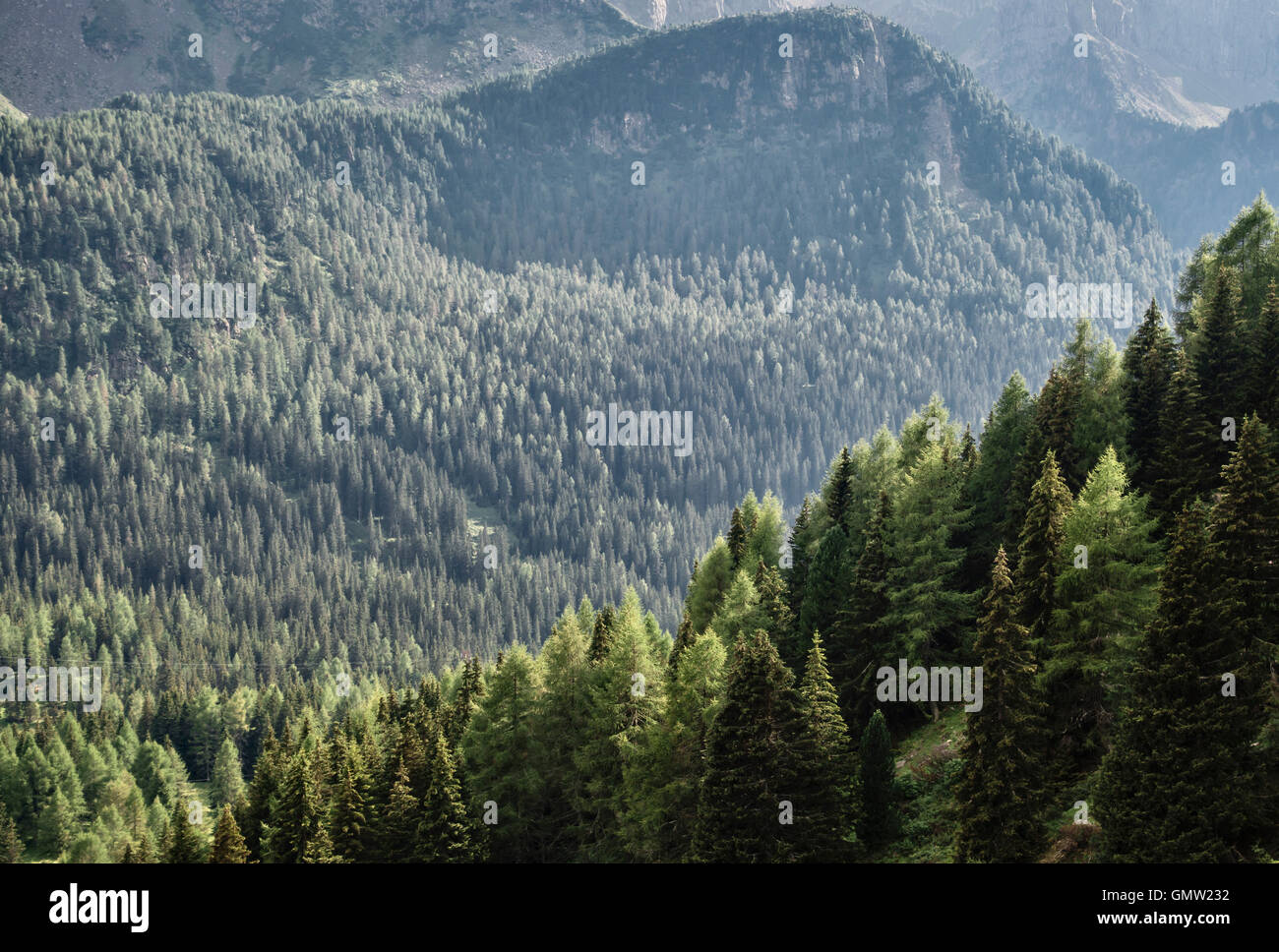 Die Dolomiten, Trentino, Norditalien. Der Passo San Pellegrino im Sommer Stockfoto