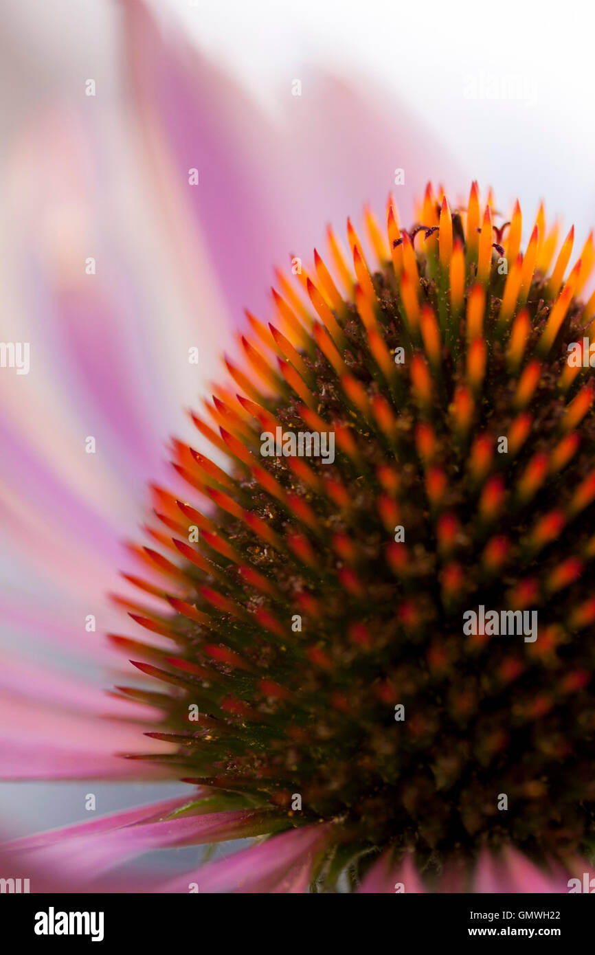 Nahaufnahme Bild rosa Echinacea Blume zeigt Detail der Kegel geformt Zentrum Stockfoto