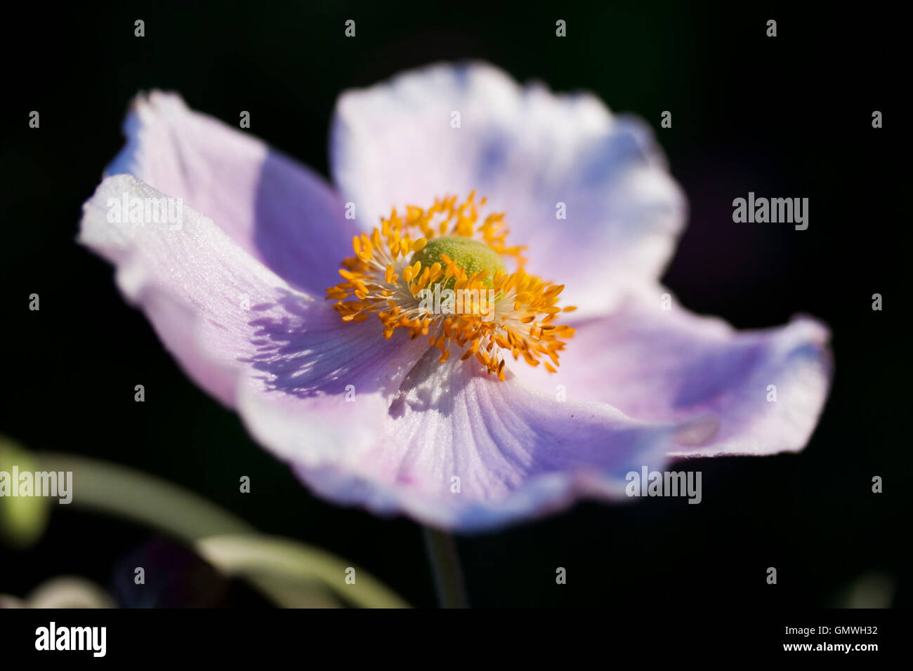 Abbild eines einzigen japanischen Anemone Blume mit dunklen Hintergrund Stockfoto