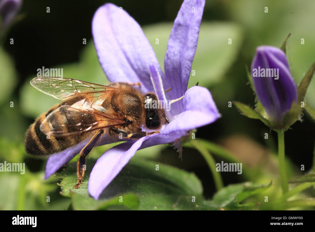 Biene, Honig aus lila Blüten saugen Stockfoto