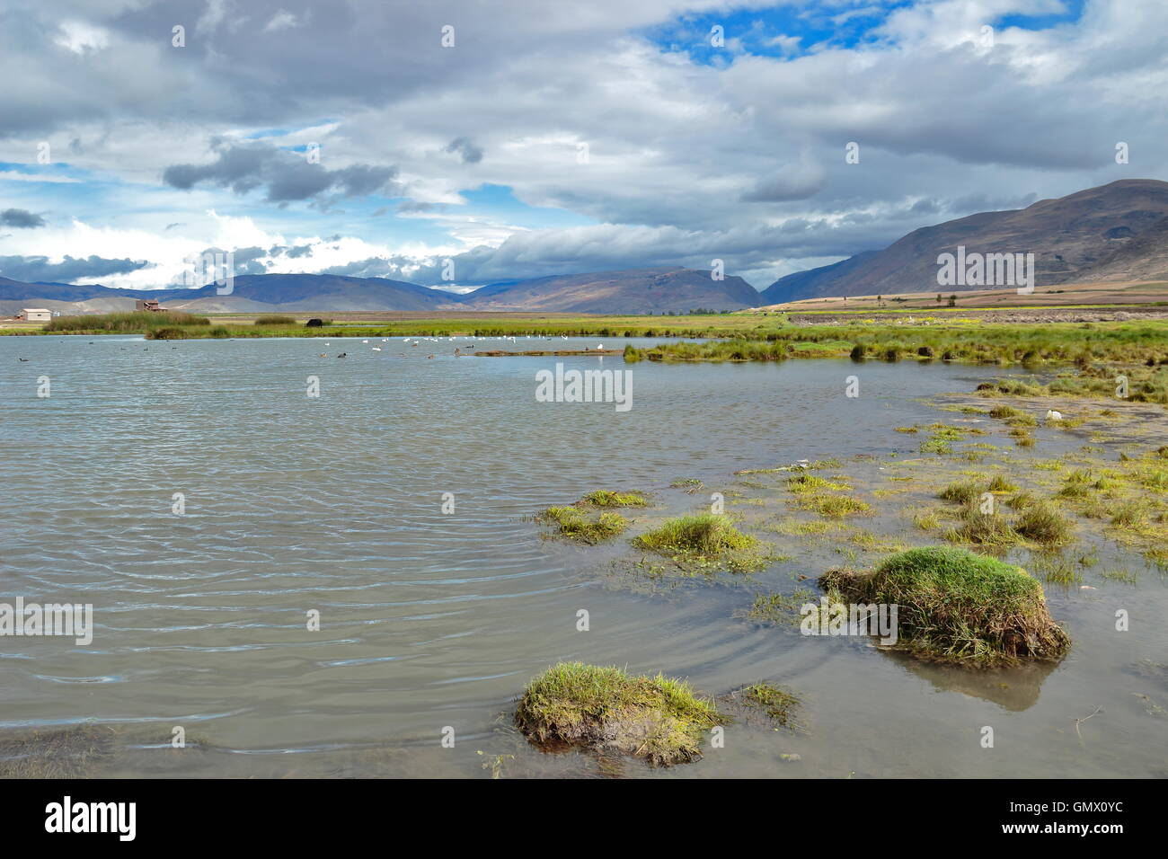 Humedal de Pucushuclo, Lugar Donde Habitan Una Variedad de Aves Andinas Como Los Patos, Gallaretas y Eventuales Flamencos andino Stockfoto