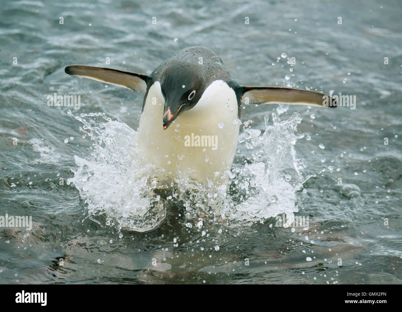Adelie Penguin (Pygoscelis Adeliae) Spritzen, wie es aus dem Wasser, Paulet Island, Antarktis Stockfoto