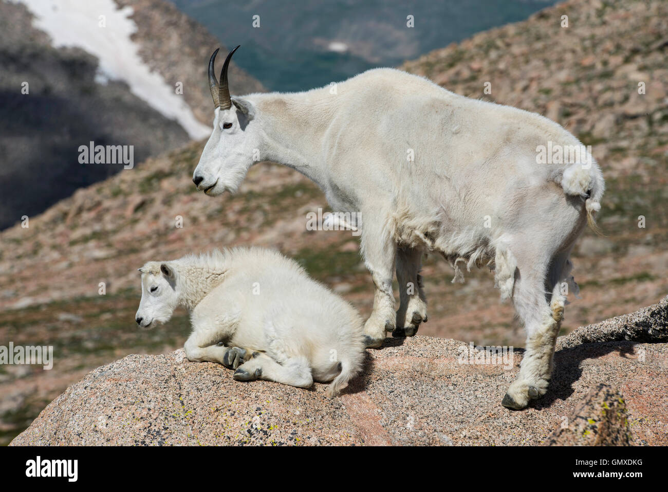 Bergziege (Oreamnos Americanus) Erwachsener mit Kind, Mount Evans, Rocky Mountains, Colorado USA Stockfoto
