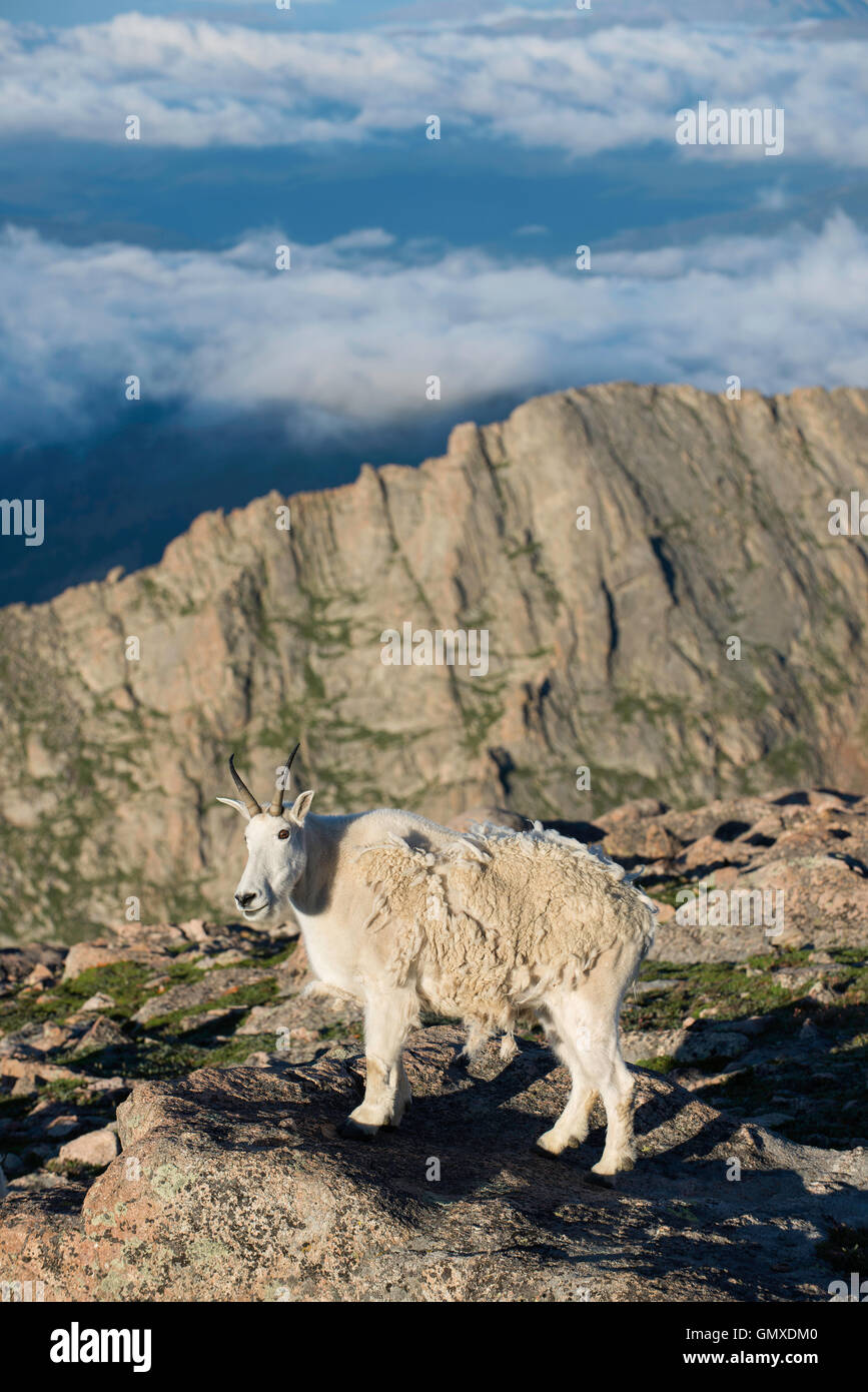 Bergziege (Oreamnos Americanus), Erwachsene stehen, Mantel, vergießen, Mount Evans, Rocky Mountains, Colorado USA Stockfoto