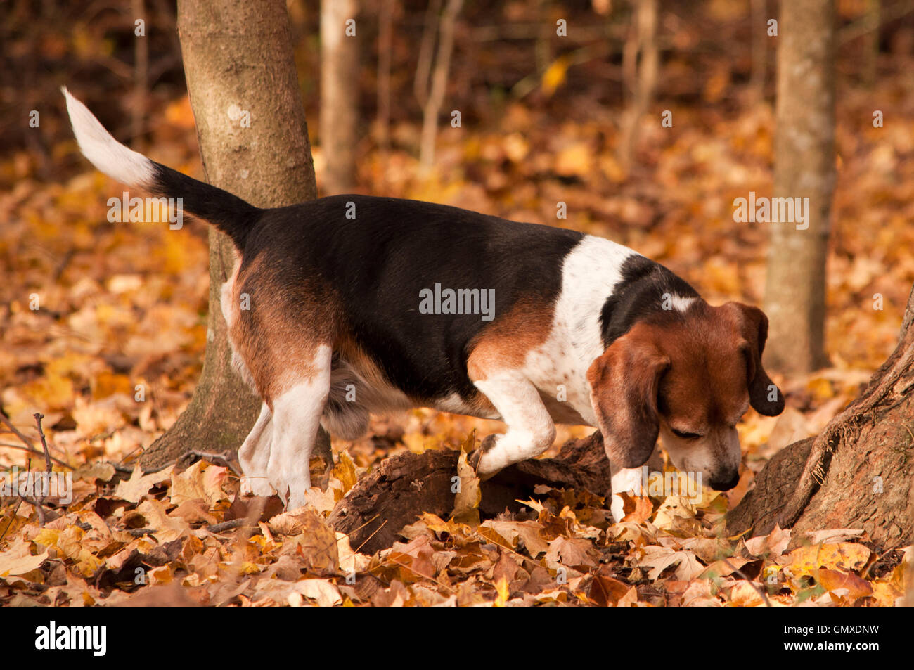 Ein Jagd-Beagle hält ein Duft abholen. Stockfoto