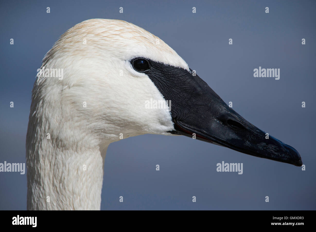 Trompeter Schwan (Cygnus Buccinator) Gesicht und Kopf, Nordamerika Stockfoto