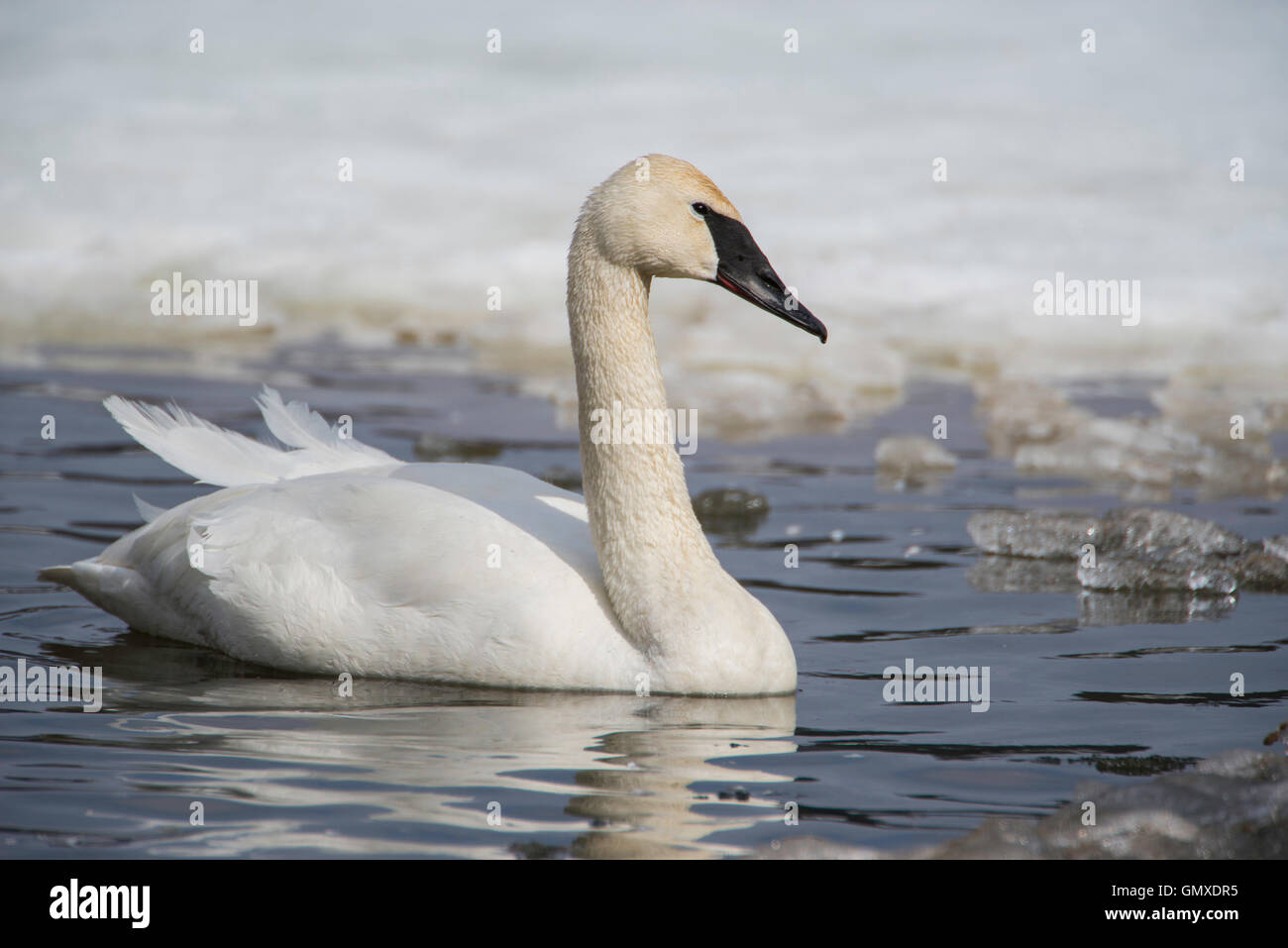 Trompeter Schwan (Cygnus buccinator) Schwimmen am Teich, Nordamerika Stockfoto