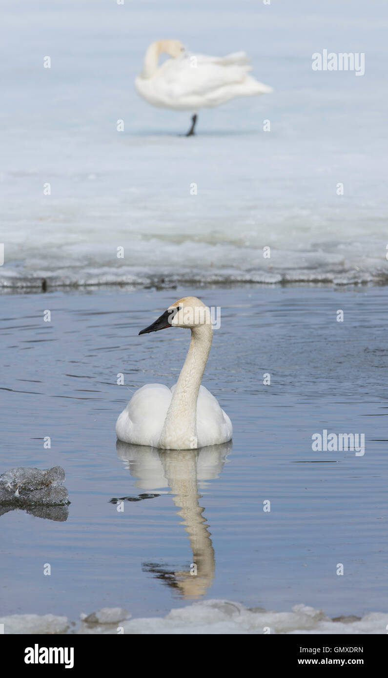 Trompeter Schwan (Cygnus Buccinator) Schwimmen im Teich, Nordamerika Stockfoto