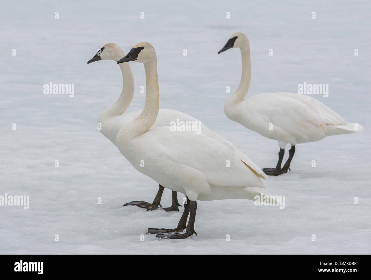 Trumpeter Schwäne (Cygnus Buccinator) stehen auf dem Eis, Nordamerika Stockfoto